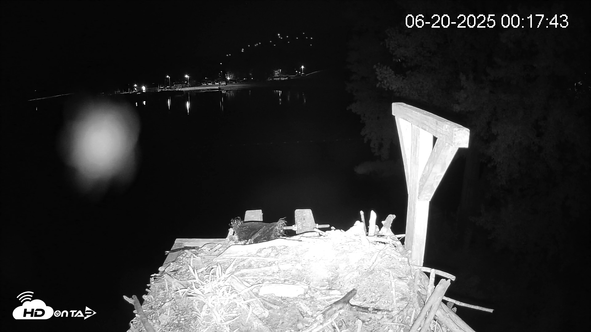 Snapshot of Pleasant Hill Lake Canada Geese Live Nest Cam taken Jun 20, 2025, 12:18am EDT