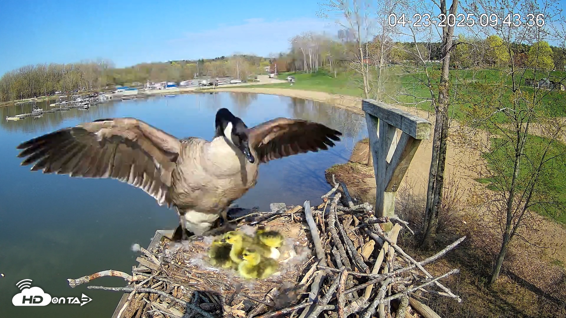 Snapshot of Pleasant Hill Lake Canada Geese Live Nest Cam taken Apr 23, 2025, 9:46am EDT