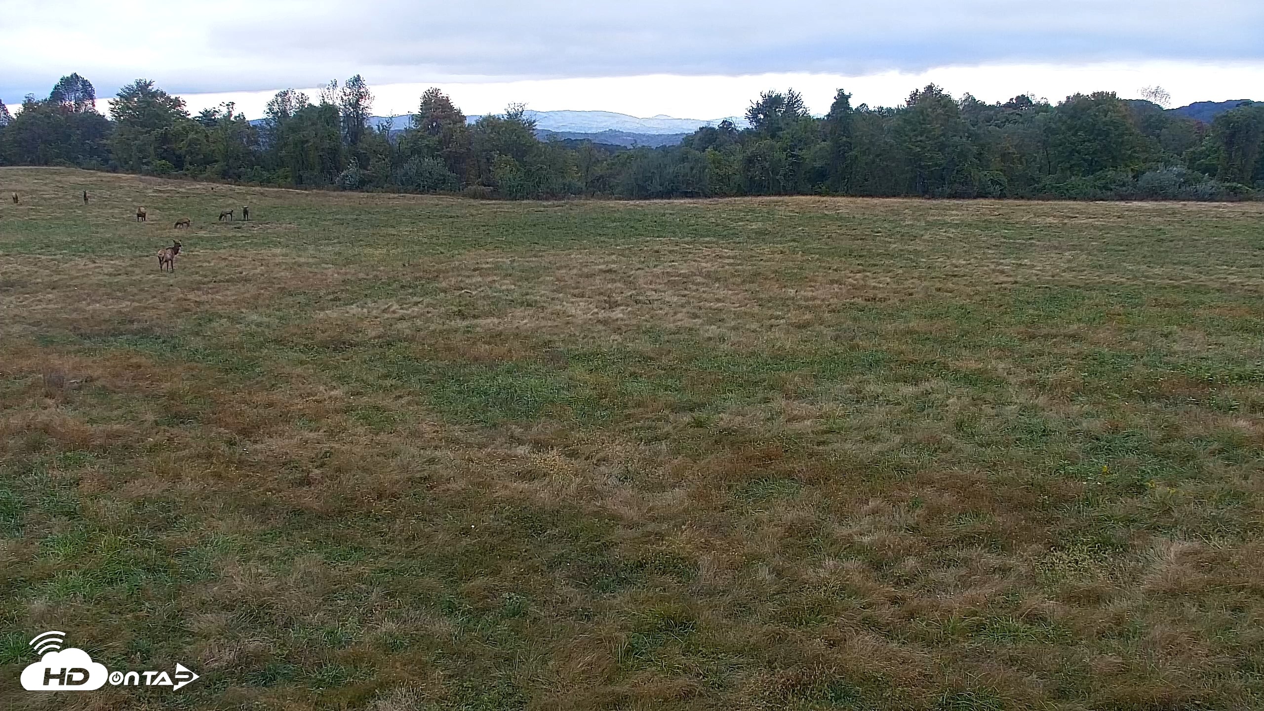Snapshot of Tennessee Elk Live Webcam taken Oct 16, 2026, 6:29pm EDT