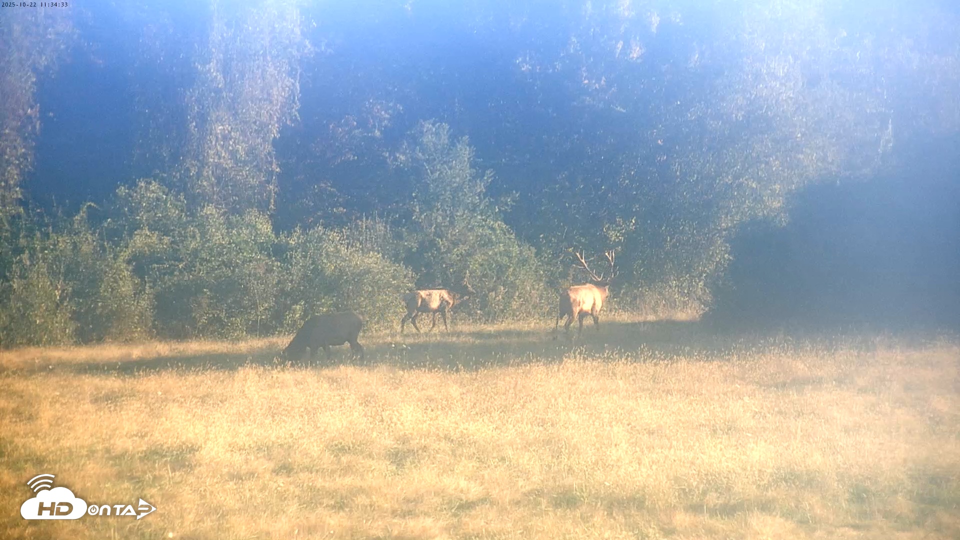 Snapshot of Tennessee Elk Live Webcam taken Oct 22, 2025, 9:10am EDT