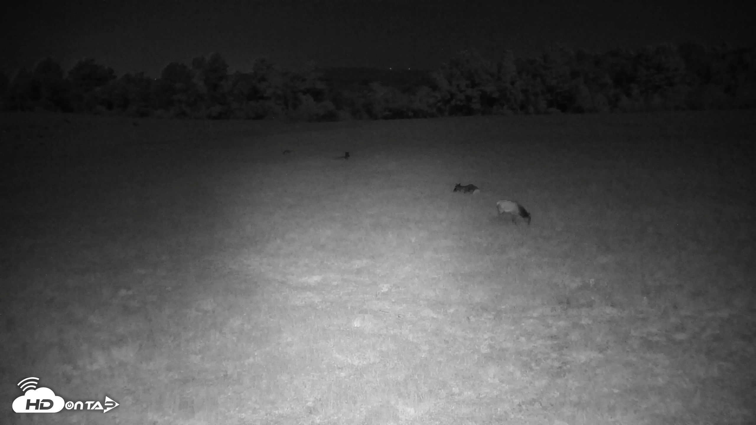Snapshot of Tennessee Elk Live Webcam taken May 3, 2026, 2:57am EDT