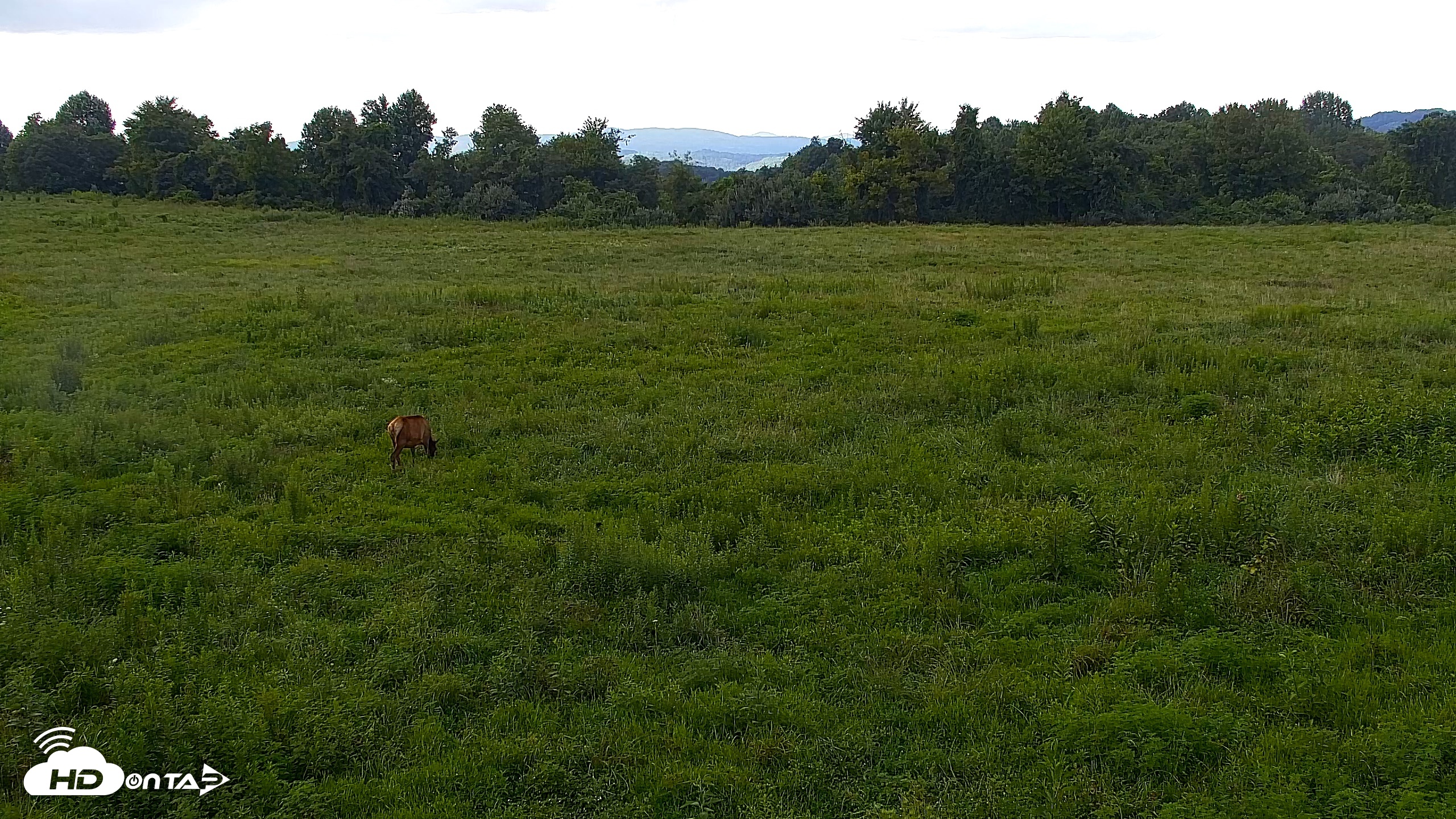 Snapshot of Tennessee Elk Live Webcam taken Aug 6, 2026, 5:29pm EDT