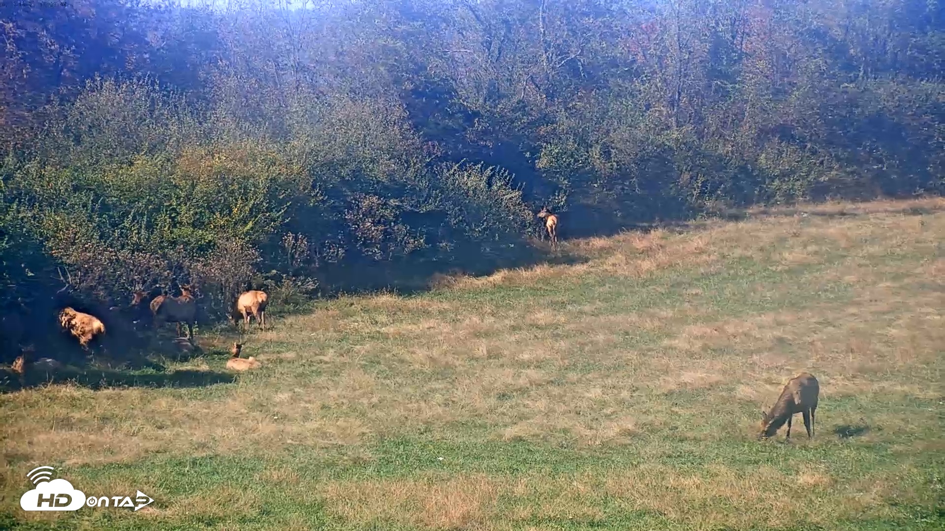 Snapshot of Tennessee Elk Live Webcam taken Oct 23, 2025, 3:06pm EDT