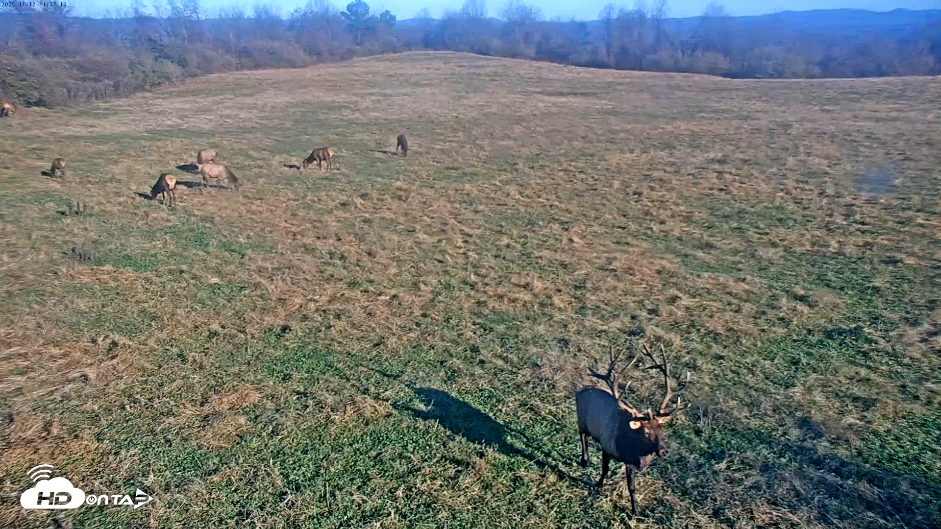 Snapshot of Tennessee Elk Live Webcam taken Nov 17, 2025, 9:13am EST