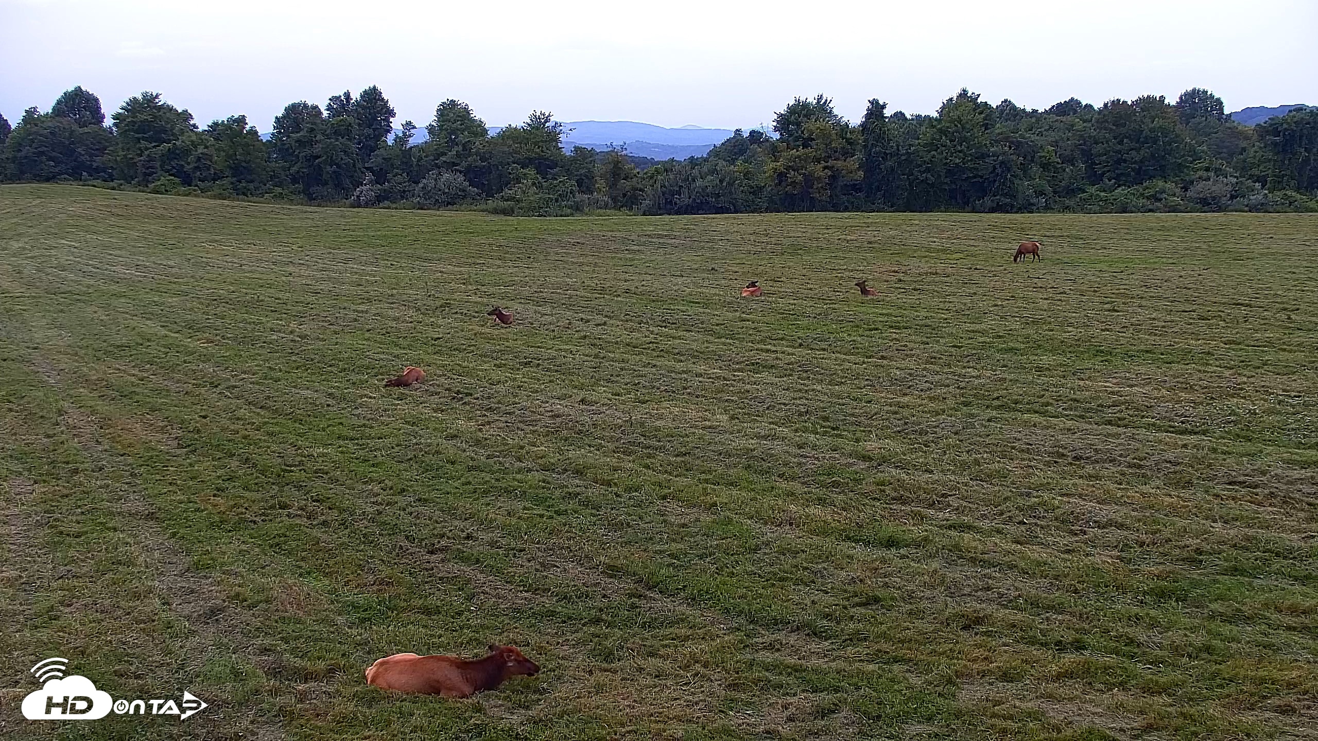 Snapshot of Tennessee Elk Live Webcam taken Aug 12, 2026, 8:08pm EDT