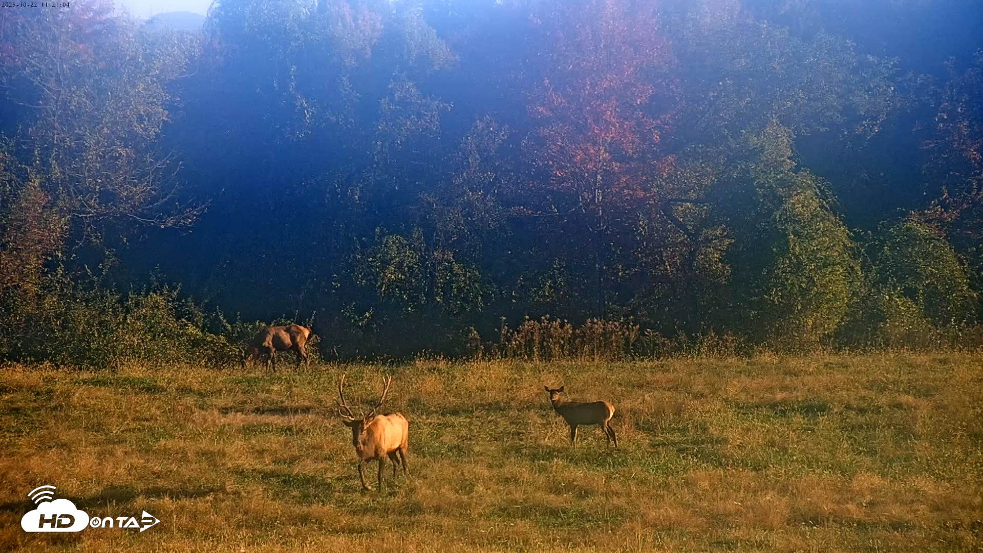 Snapshot of Tennessee Elk Live Webcam taken Oct 22, 2025, 8:57am EDT