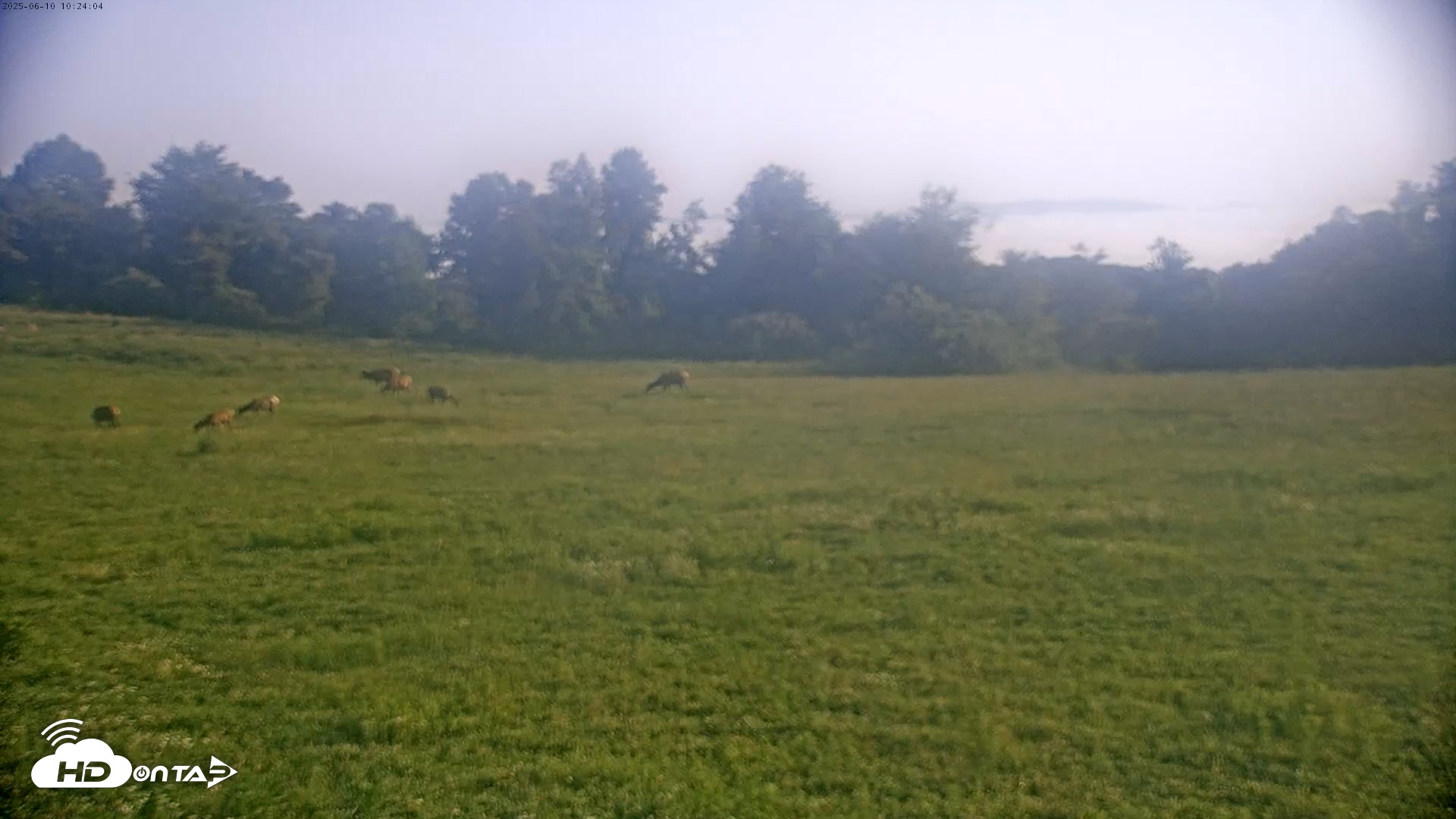 Snapshot of Tennessee Elk Cam taken Jun 10, 2025, 8:07am EDT