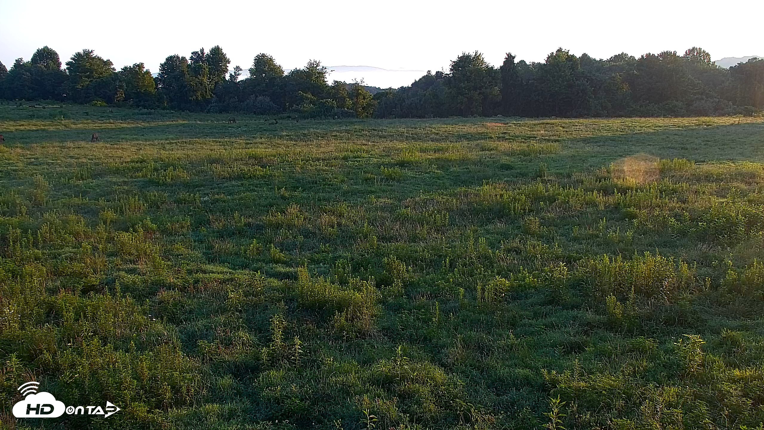Snapshot of Tennessee Elk Live Webcam taken Jul 30, 2026, 7:09am EDT