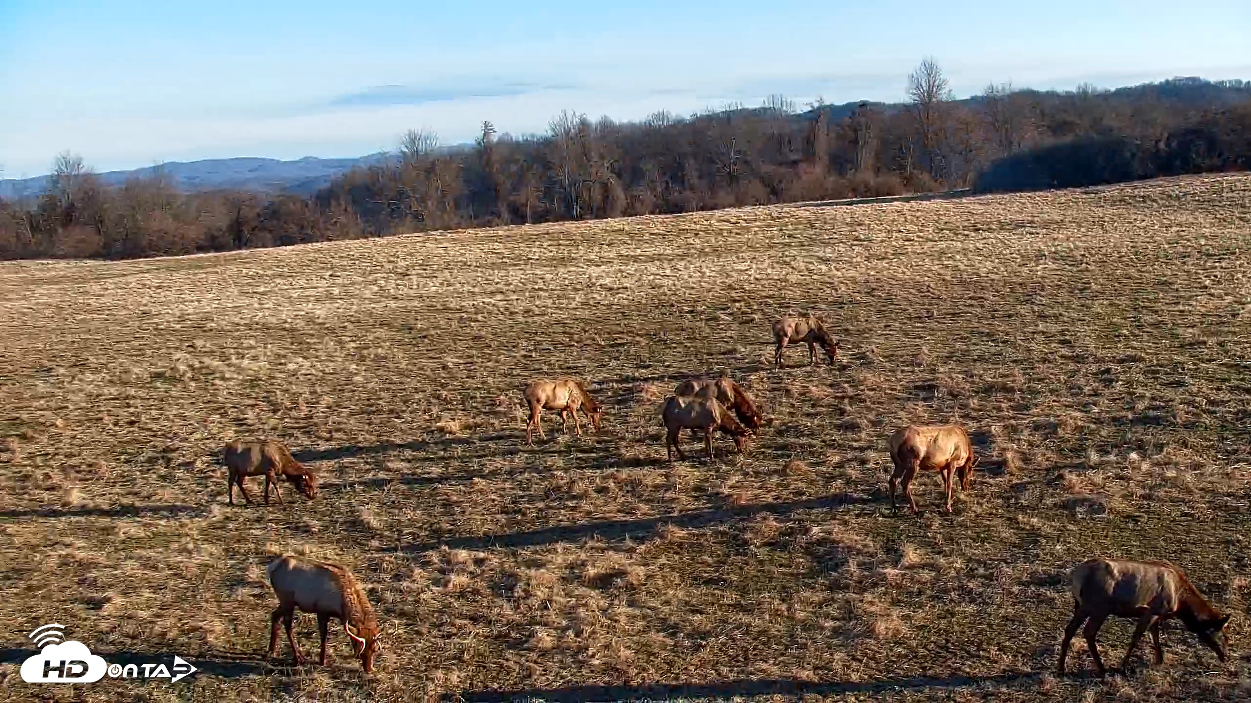 Snapshot of Tennessee Elk Live Webcam taken Jan 19, 2026, 9:04am EST