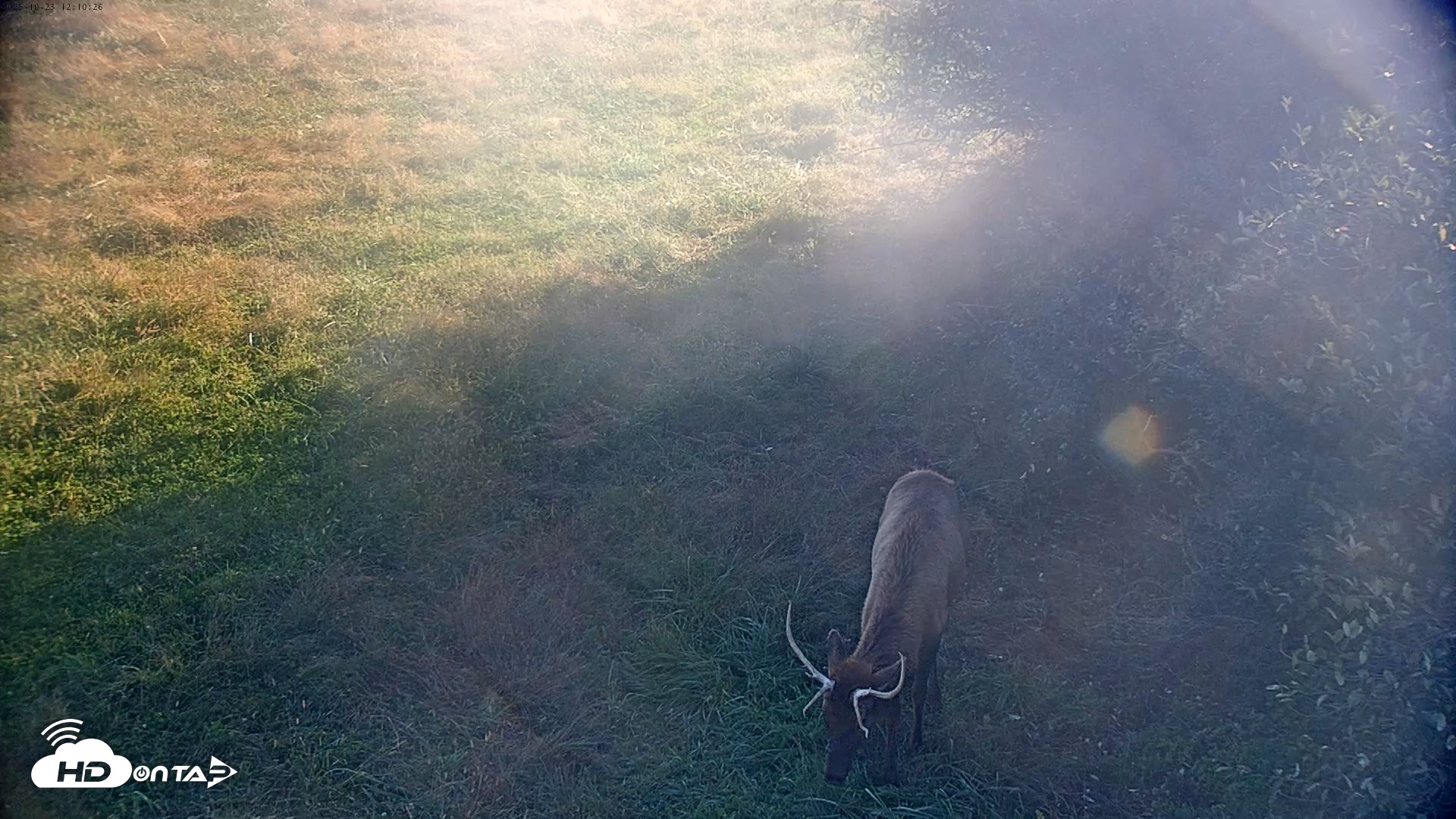 Snapshot of Tennessee Elk Live Webcam taken Oct 23, 2025, 9:46am EDT