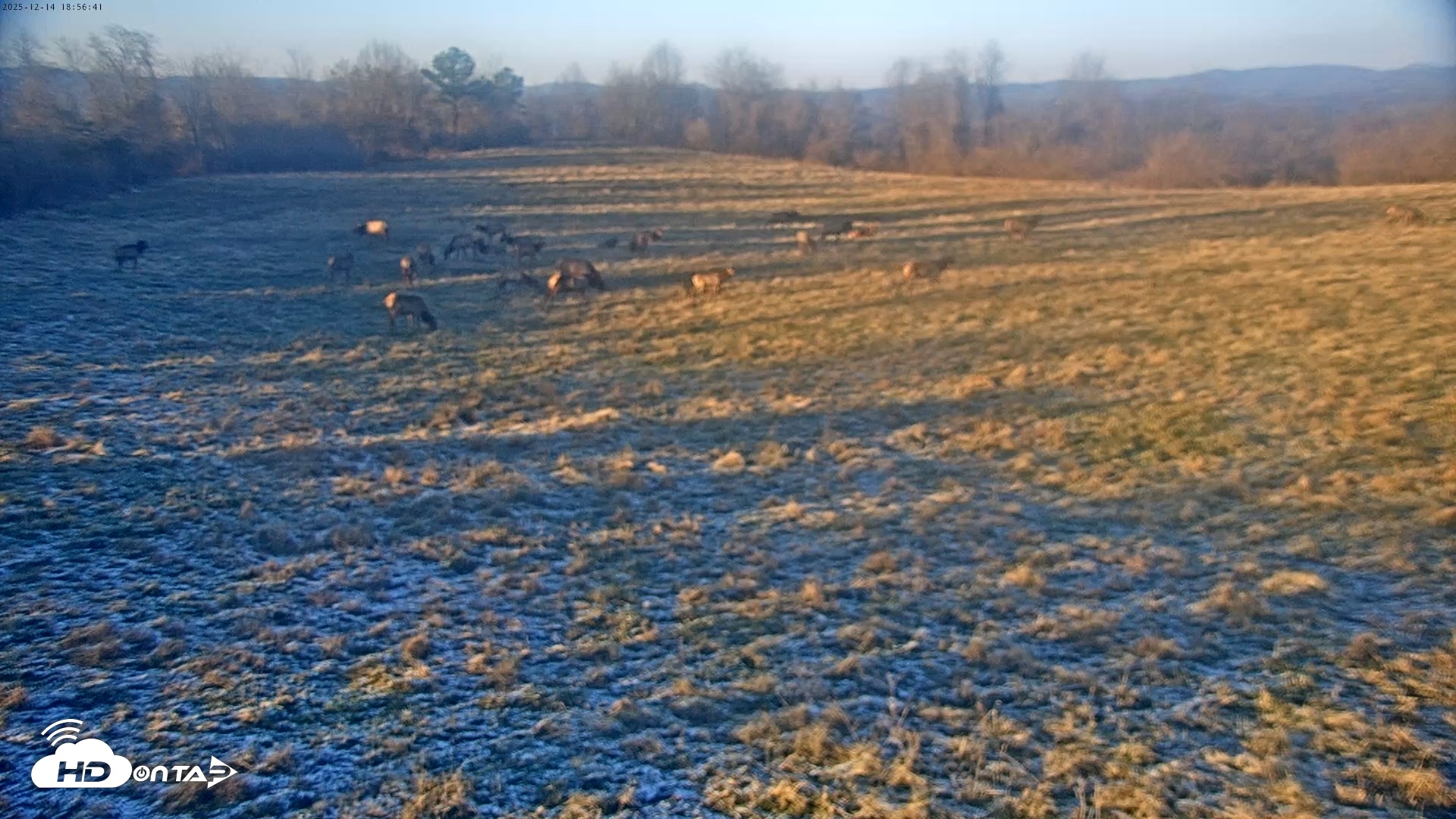 Snapshot of Tennessee Elk Live Webcam taken Dec 14, 2025, 4:33pm EST