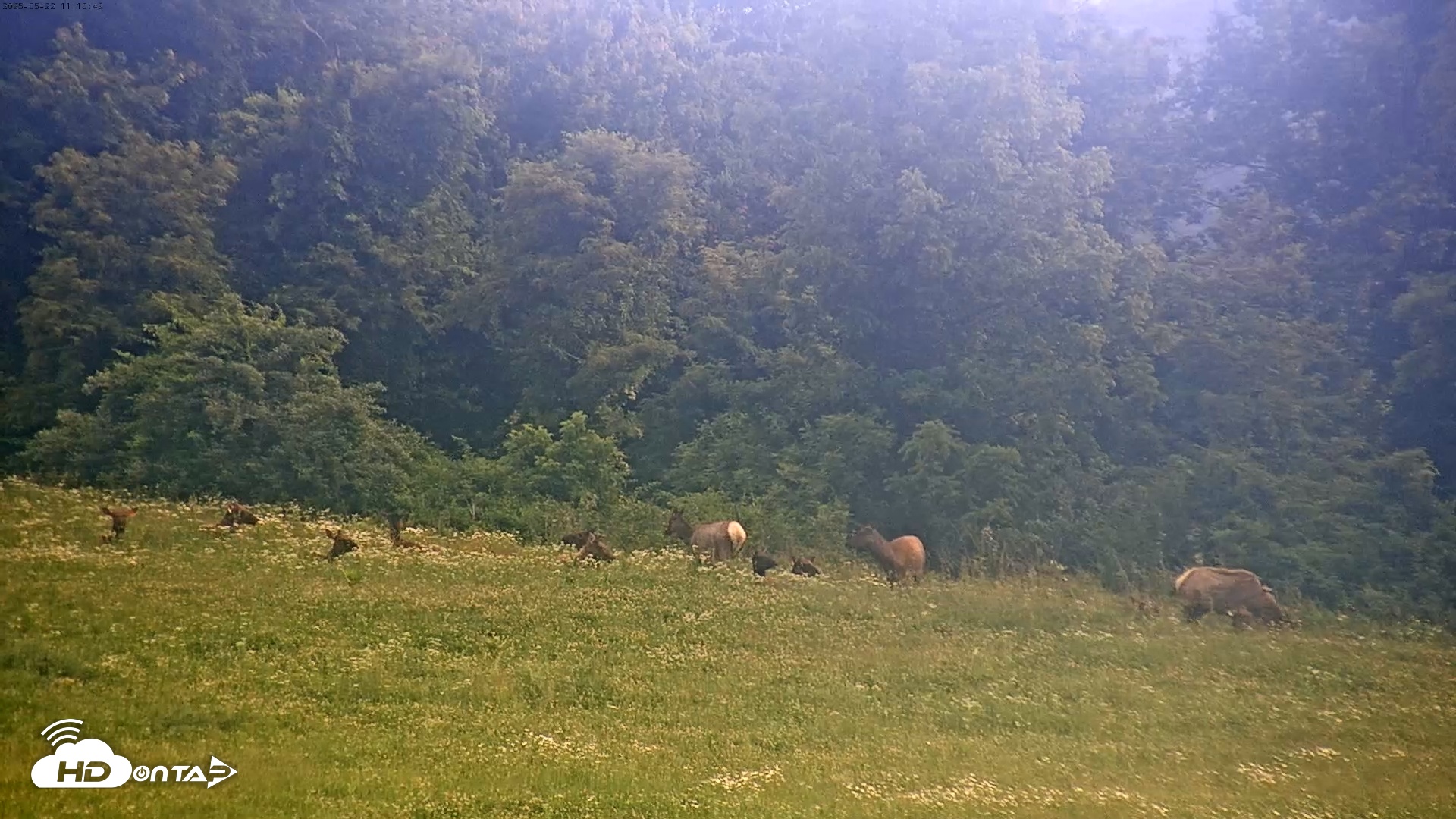 Snapshot of Tennessee Elk Cam taken May 22, 2025, 8:54am EDT