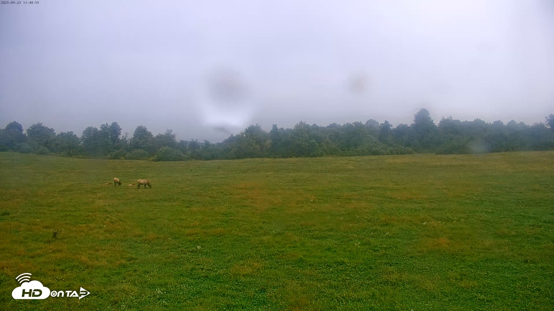 Snapshot of Tennessee Elk Live Webcam taken Sep 23, 2025, 9:25am EDT