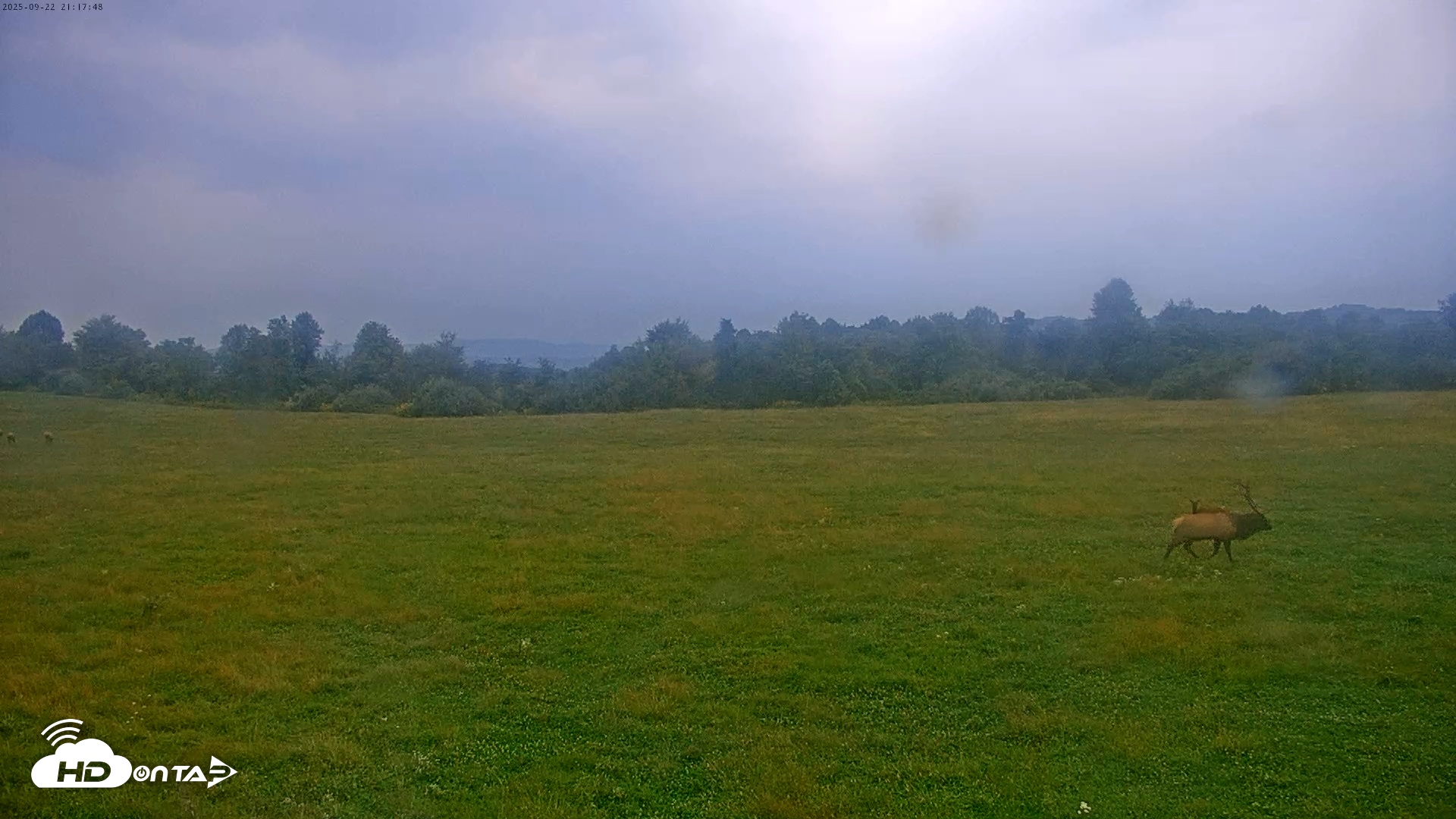 Snapshot of Tennessee Elk Live Webcam taken Sep 22, 2025, 6:53pm EDT