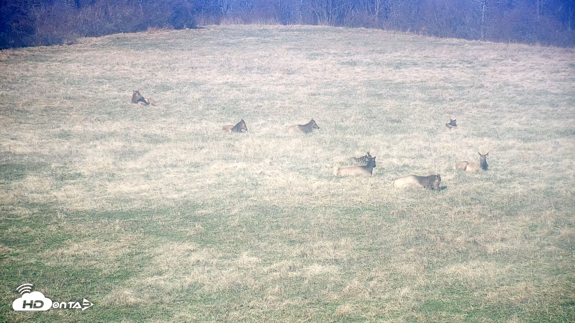 Snapshot of Tennessee Elk Live Webcam taken Dec 11, 2025, 1:04pm EST