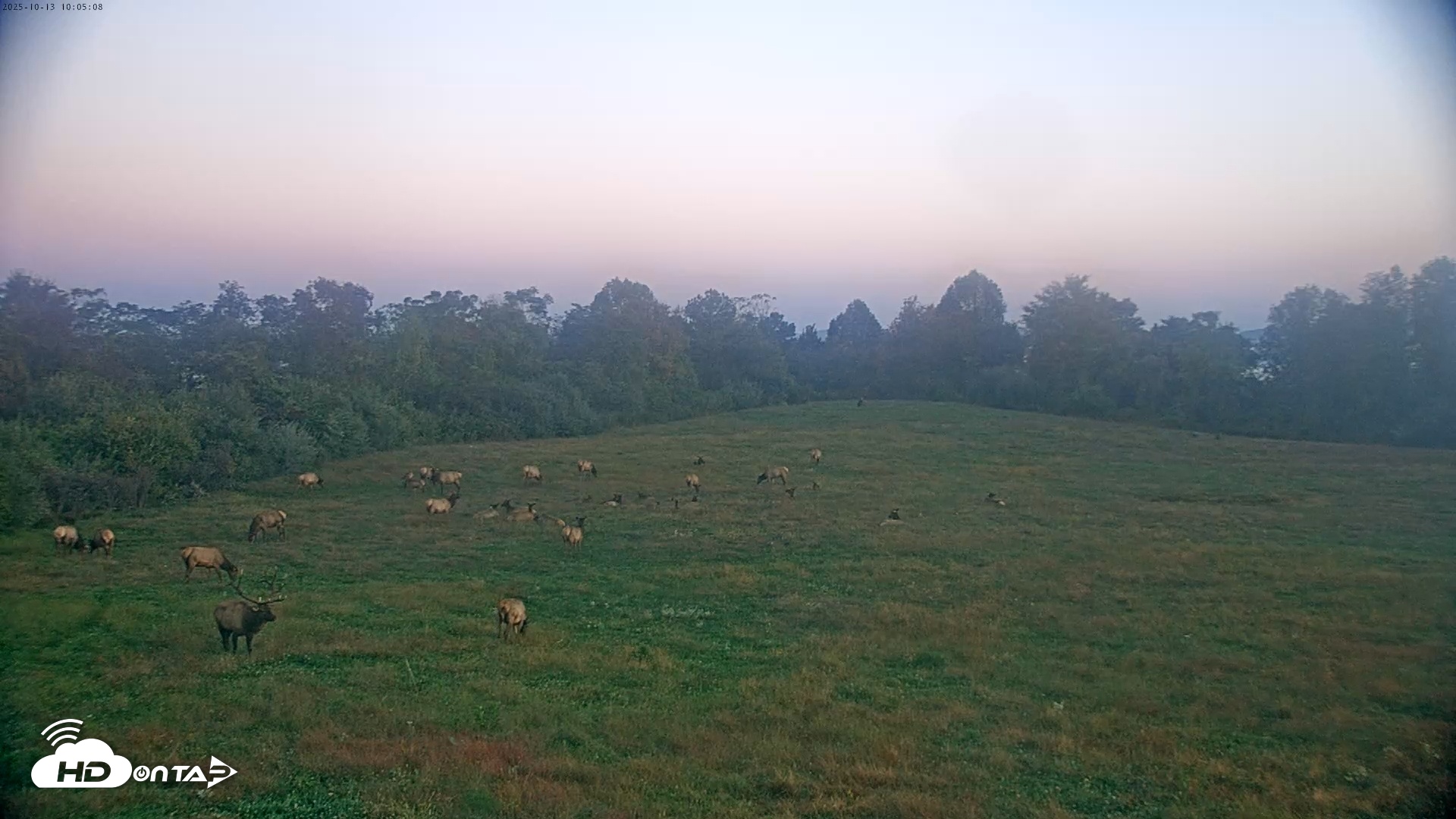 Snapshot of Tennessee Elk Live Webcam taken Oct 13, 2025, 7:41am EDT