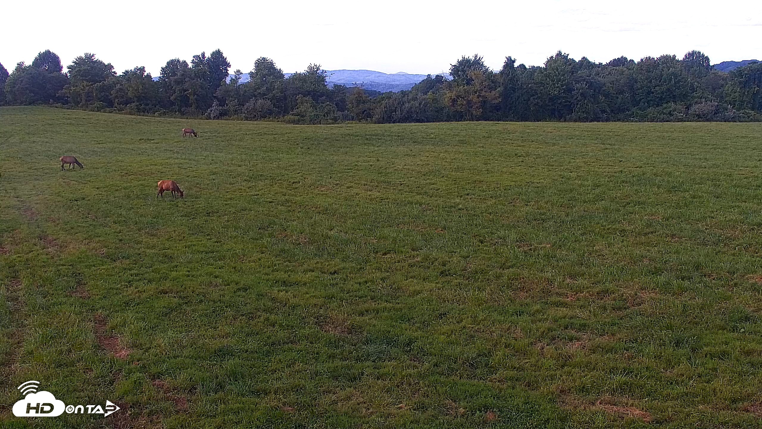 Snapshot of Tennessee Elk Live Webcam taken Aug 23, 2026, 6:47pm EDT