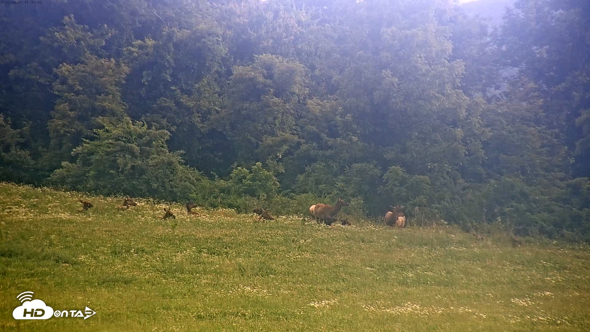 Snapshot of Tennessee Elk Cam taken May 22, 2025, 8:53am EDT