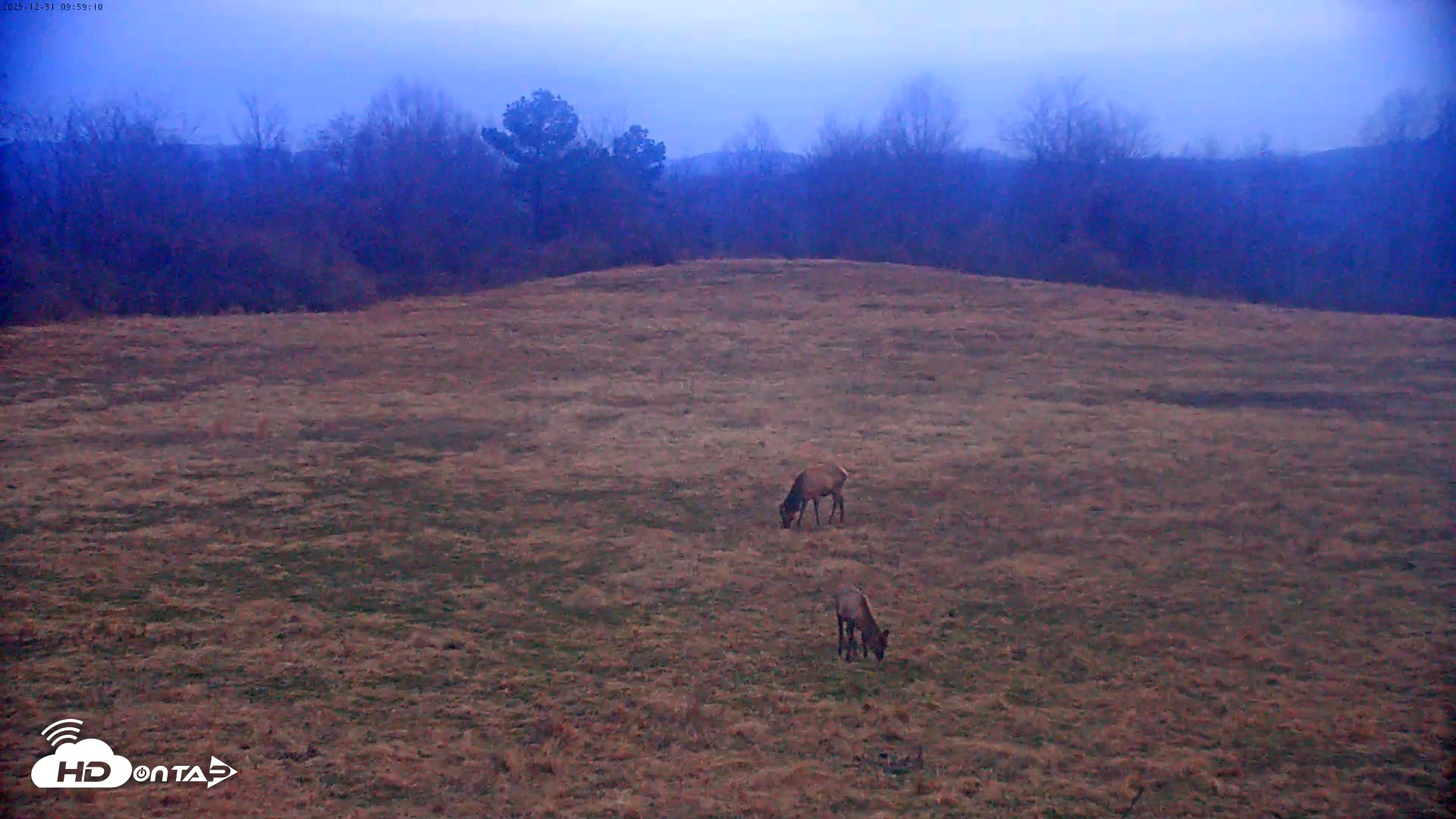 Snapshot of Tennessee Elk Live Webcam taken Dec 31, 2025, 7:35am EST