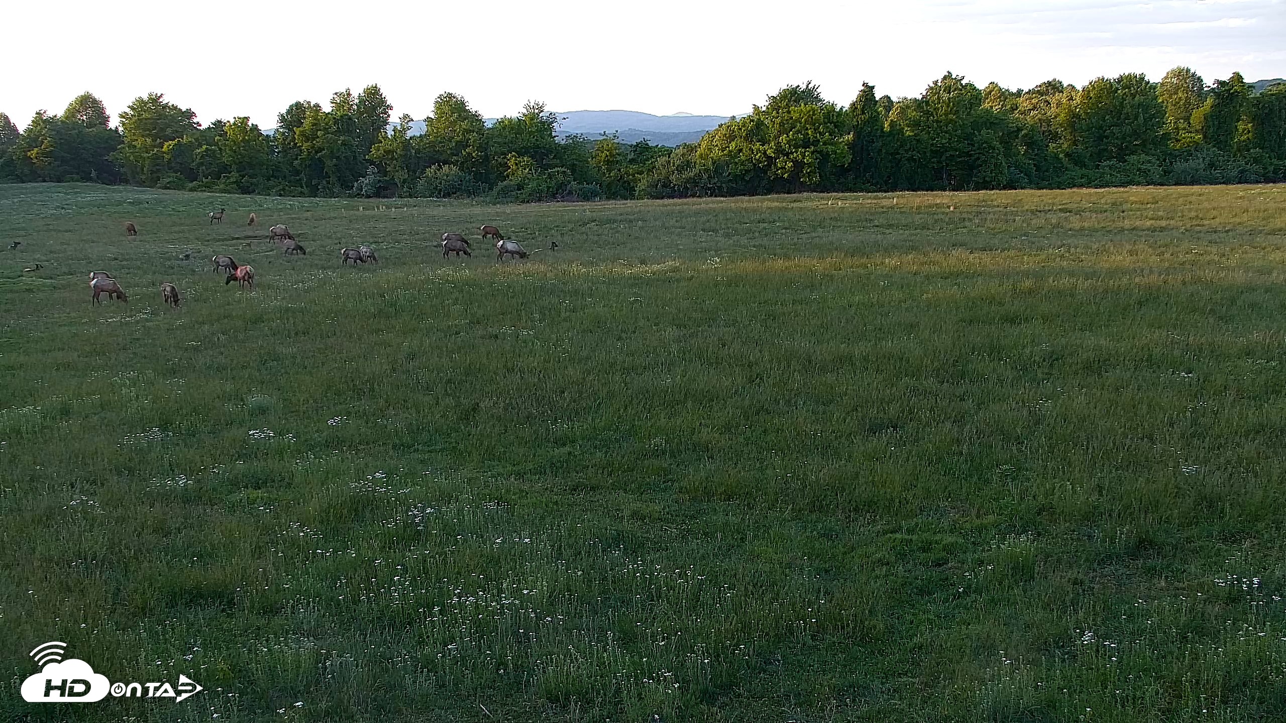 Snapshot of Tennessee Elk Live Webcam taken May 13, 2026, 8:08pm EDT