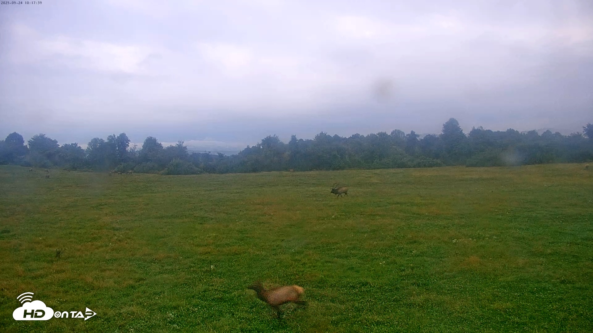 Snapshot of Tennessee Elk Live Webcam taken Sep 24, 2025, 7:53am EDT