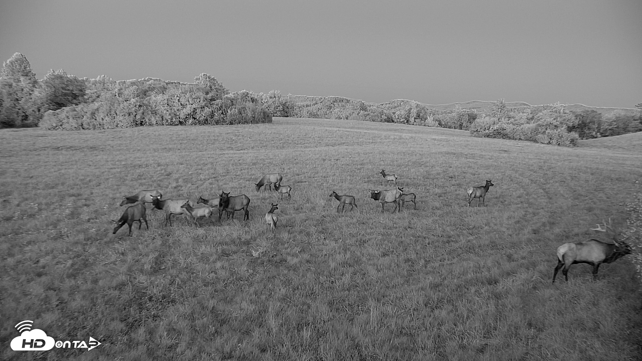 Snapshot of Tennessee Elk Live Webcam taken Oct 7, 2026, 7:30pm EDT