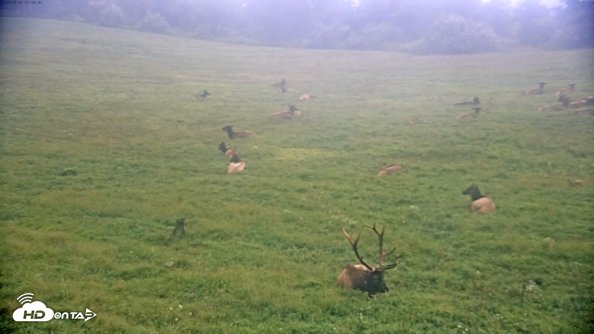 Snapshot of Tennessee Elk Live Webcam taken Sep 4, 2025, 10:01am EDT
