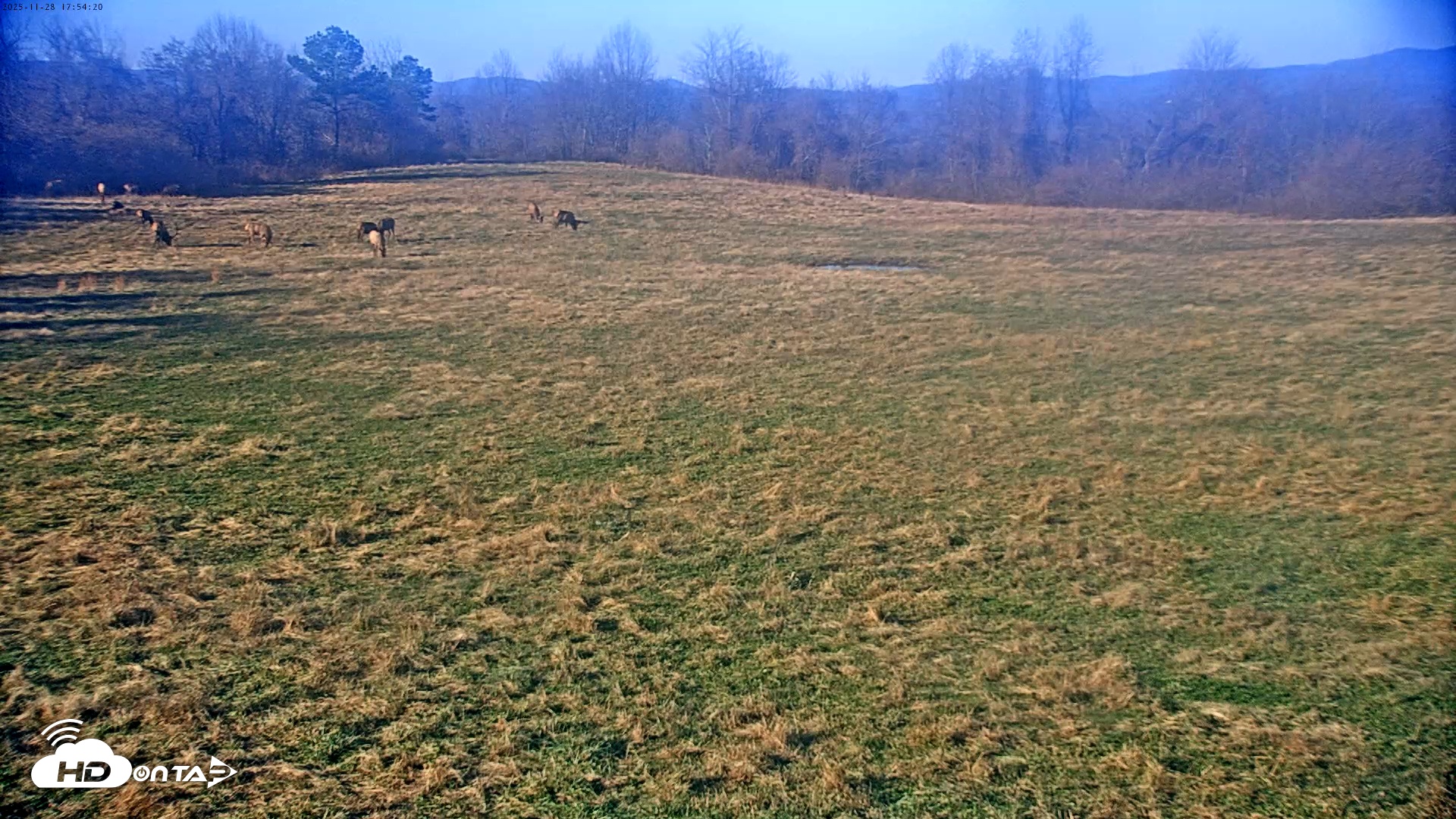 Snapshot of Tennessee Elk Live Webcam taken Nov 28, 2025, 3:30pm EST