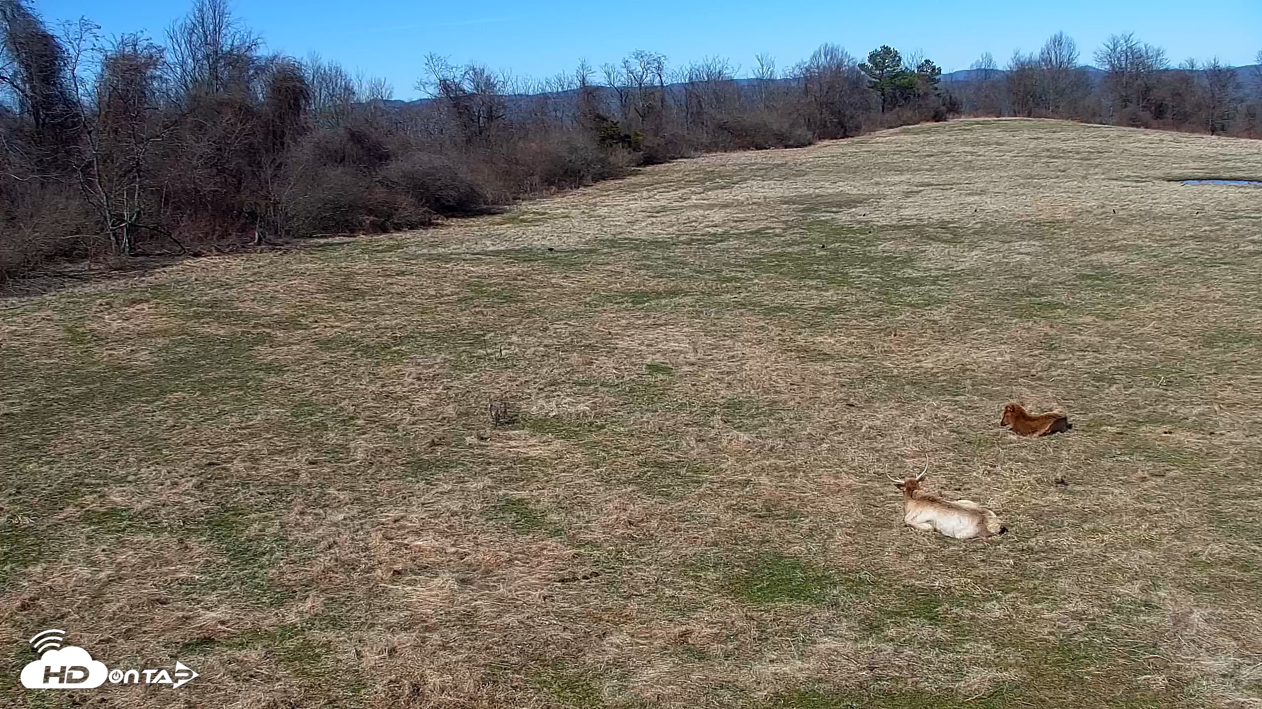 Snapshot of Tennessee Elk Live Webcam taken Feb 20, 2026, 1:33pm EST