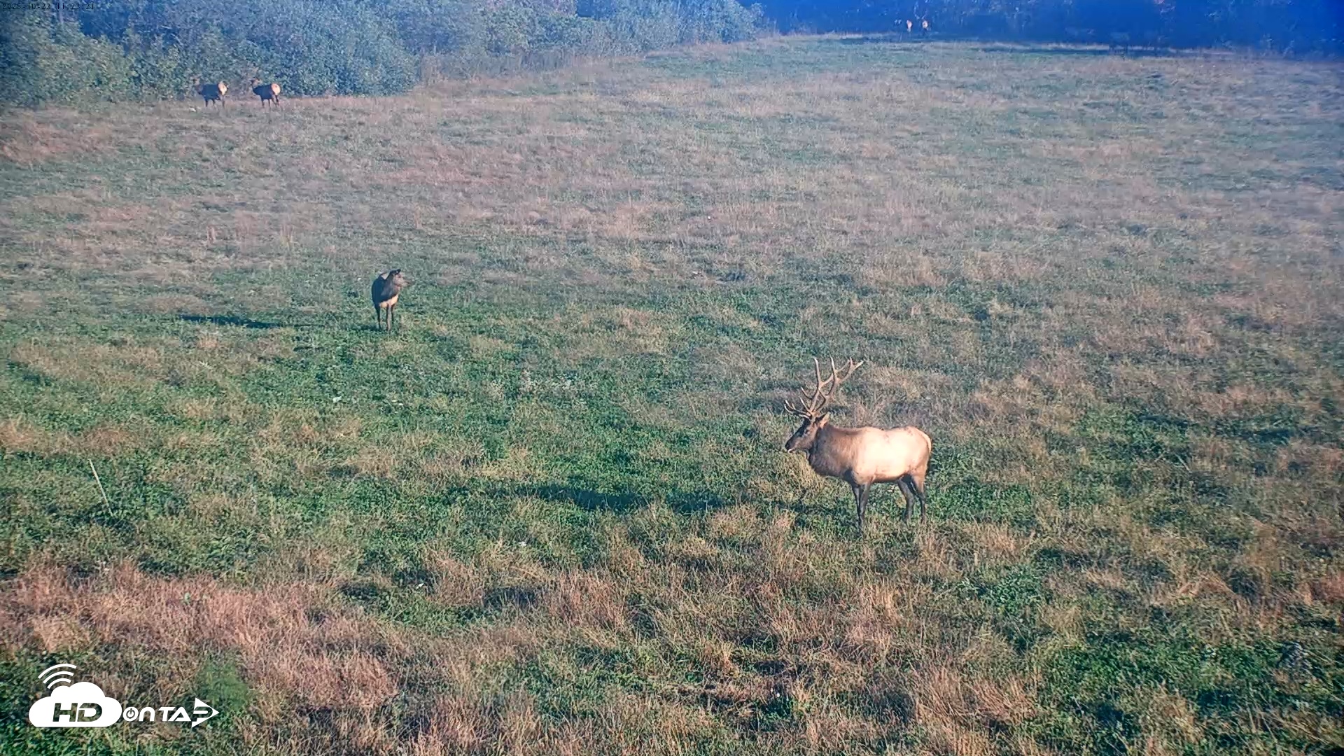 Snapshot of Tennessee Elk Live Webcam taken Oct 22, 2025, 9:00am EDT