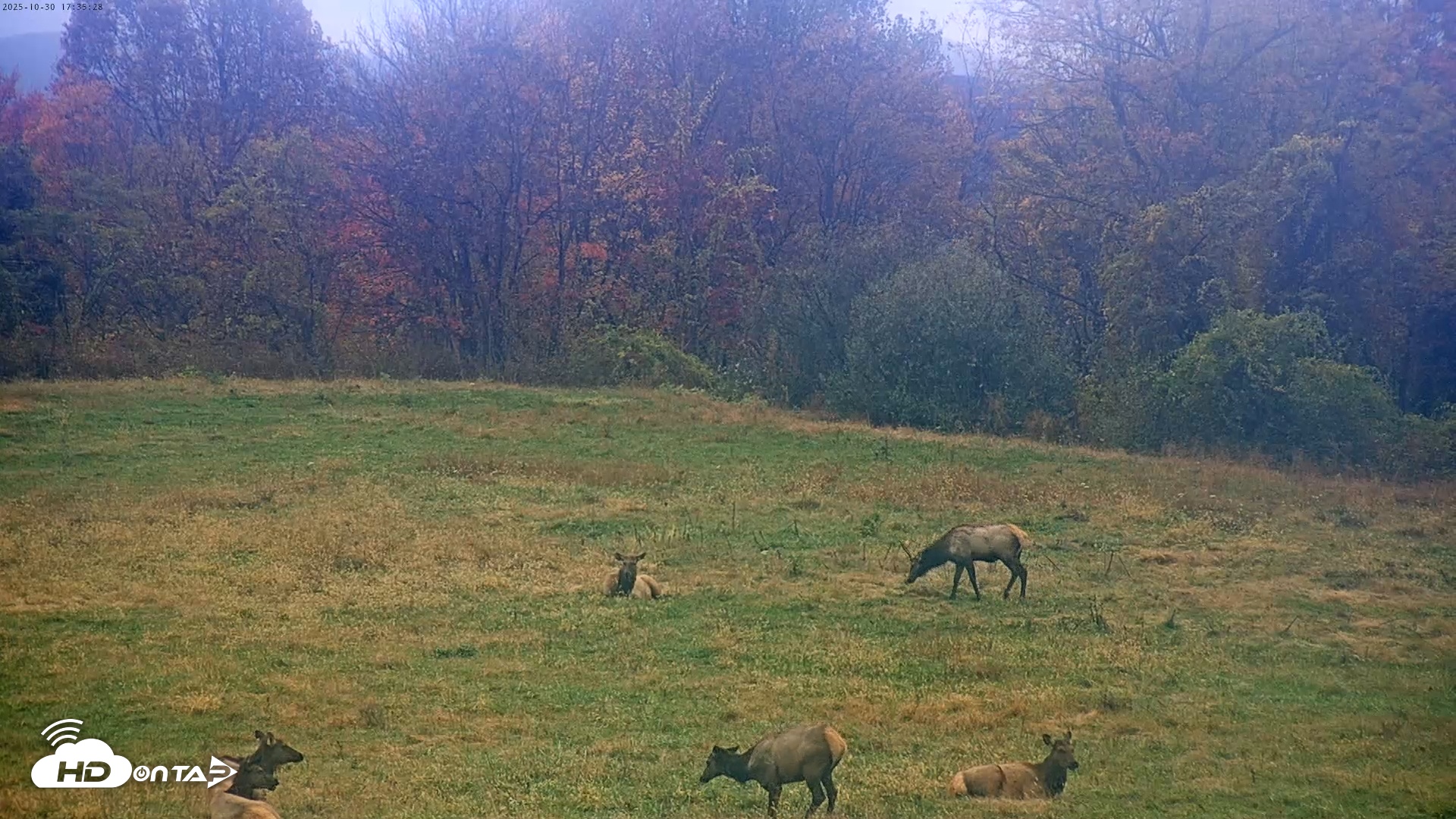 Snapshot of Tennessee Elk Live Webcam taken Oct 30, 2025, 3:11pm EDT