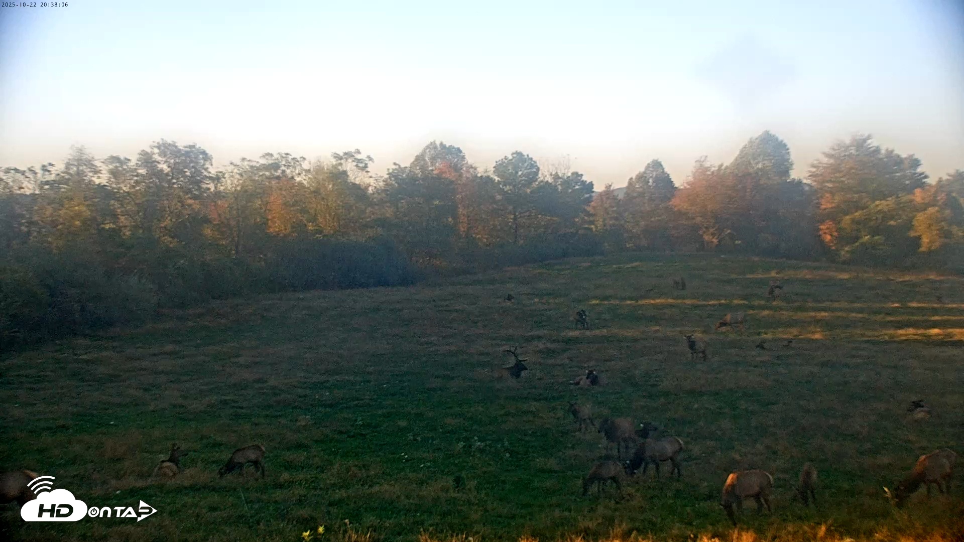 Snapshot of Tennessee Elk Live Webcam taken Oct 22, 2025, 6:14pm EDT