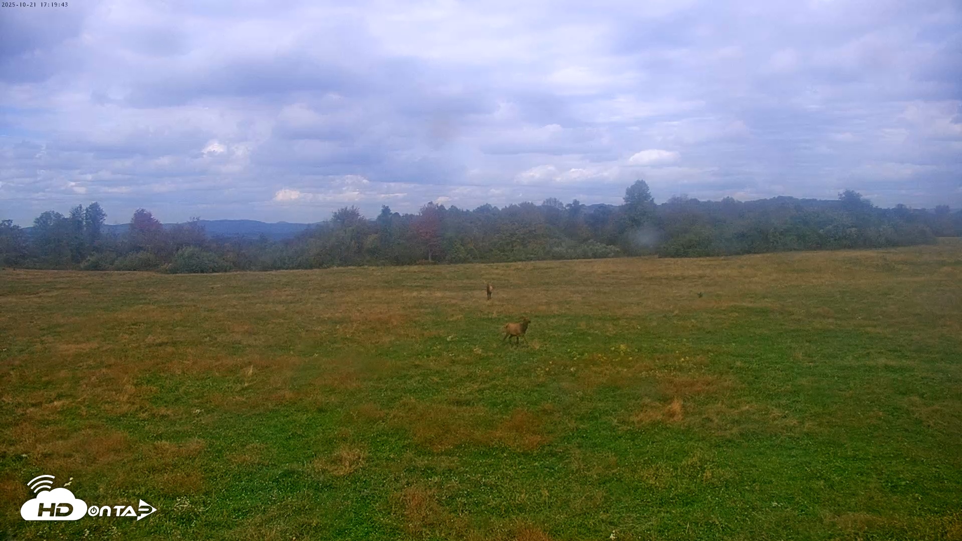 Snapshot of Tennessee Elk Live Webcam taken Oct 21, 2025, 2:55pm EDT