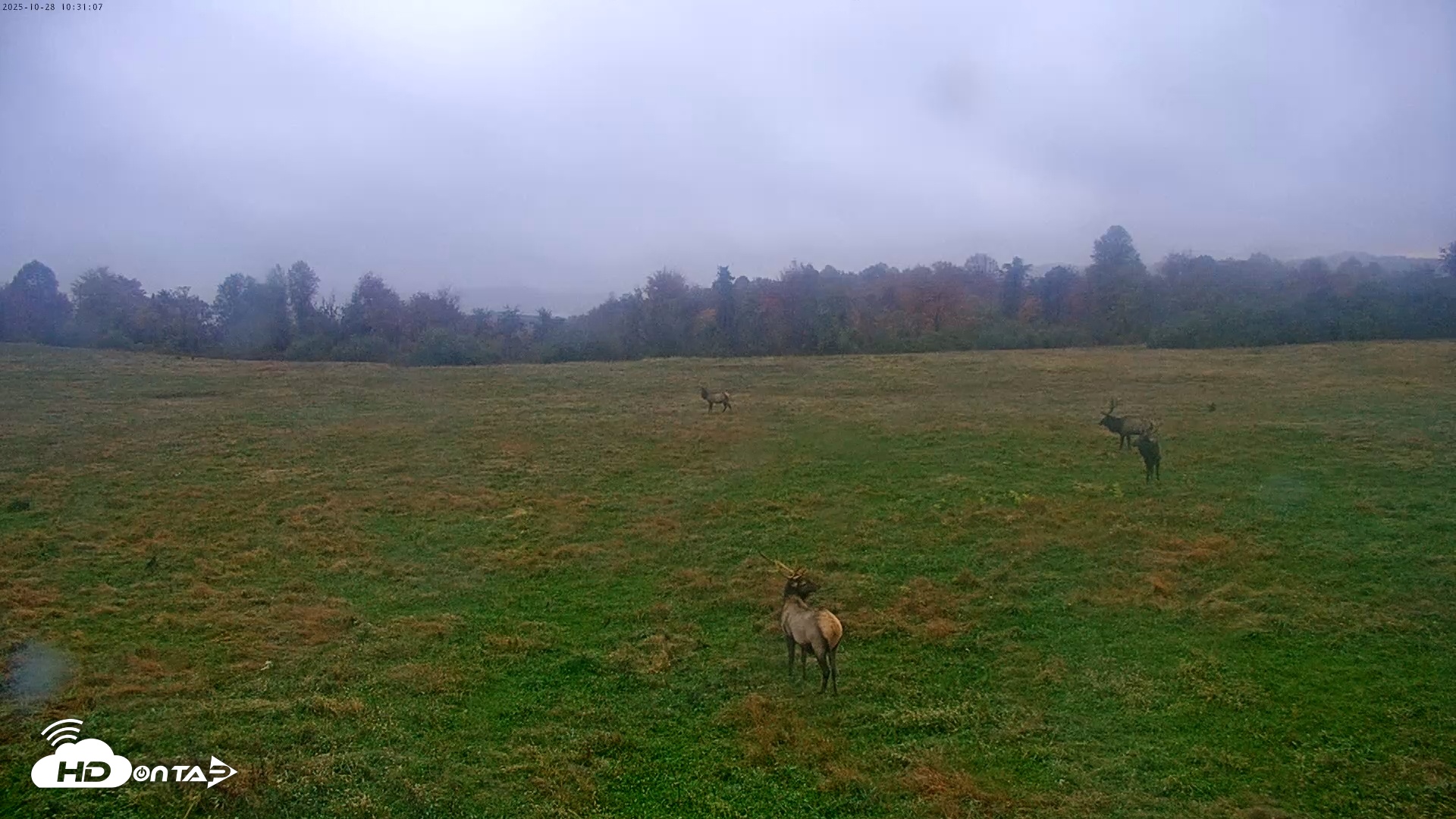 Snapshot of Tennessee Elk Live Webcam taken Oct 28, 2025, 8:07am EDT