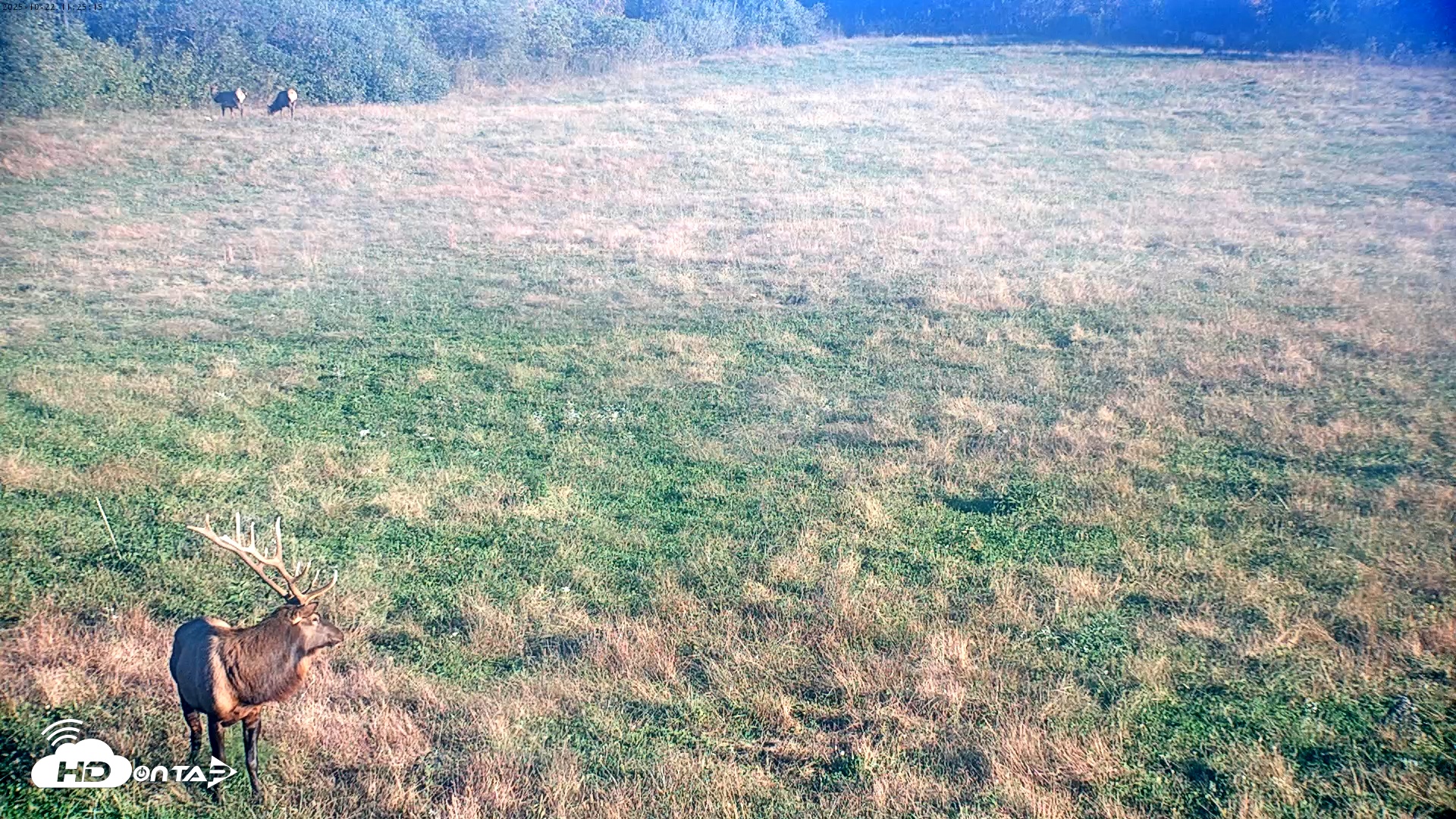 Snapshot of Tennessee Elk Live Webcam taken Oct 22, 2025, 9:01am EDT