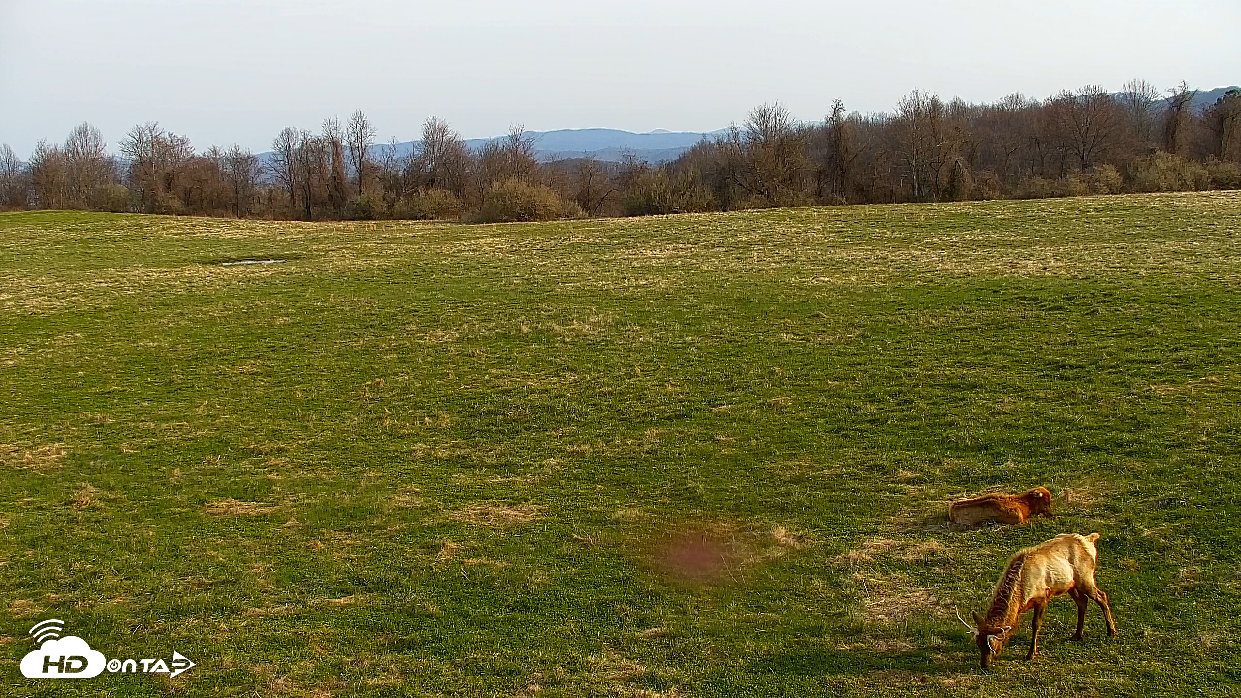 Snapshot of Tennessee Elk Live Webcam taken Mar 21, 2026, 9:37am EDT