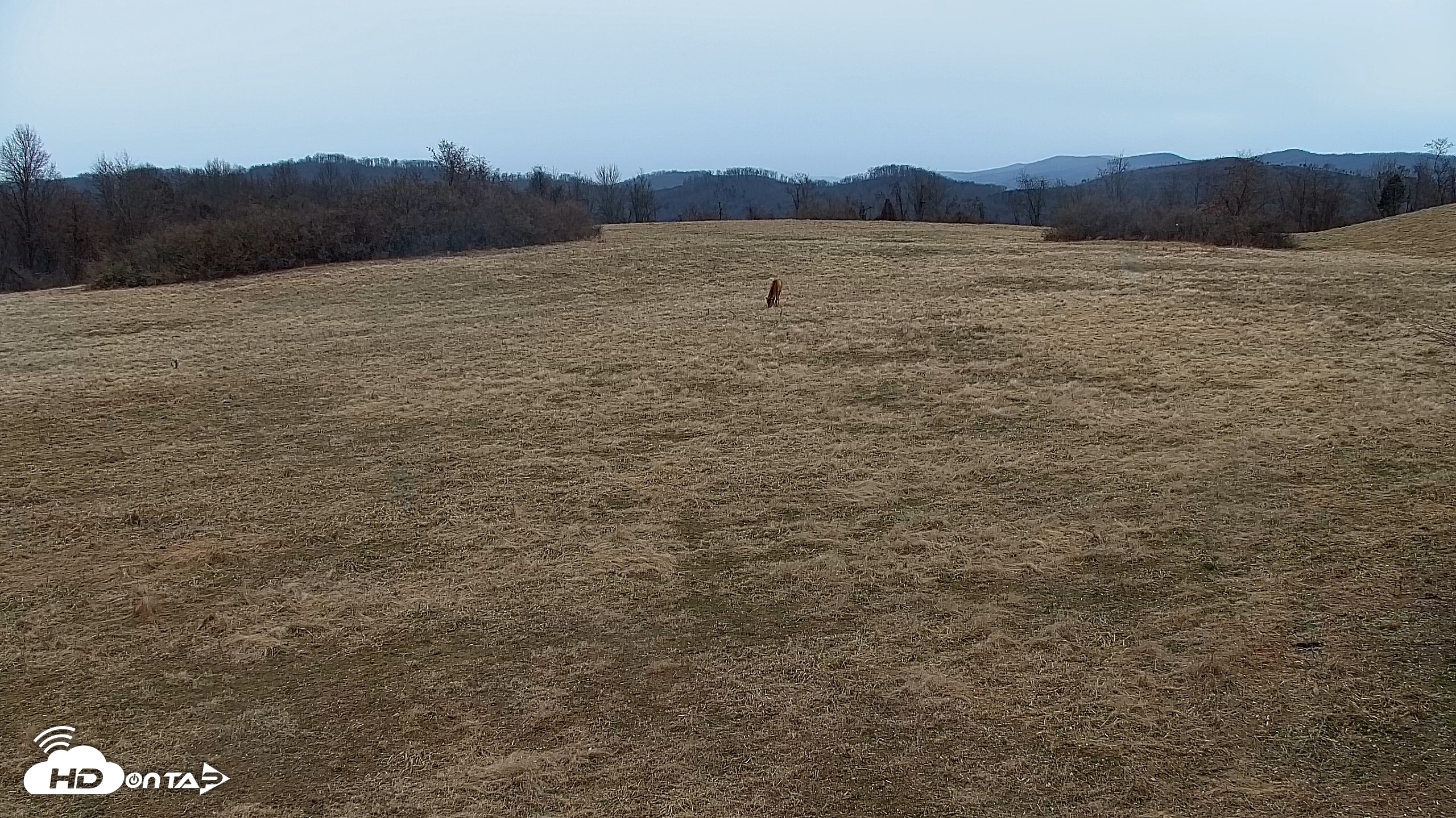 Snapshot of Tennessee Elk Live Webcam taken Jan 24, 2026, 10:13am EST