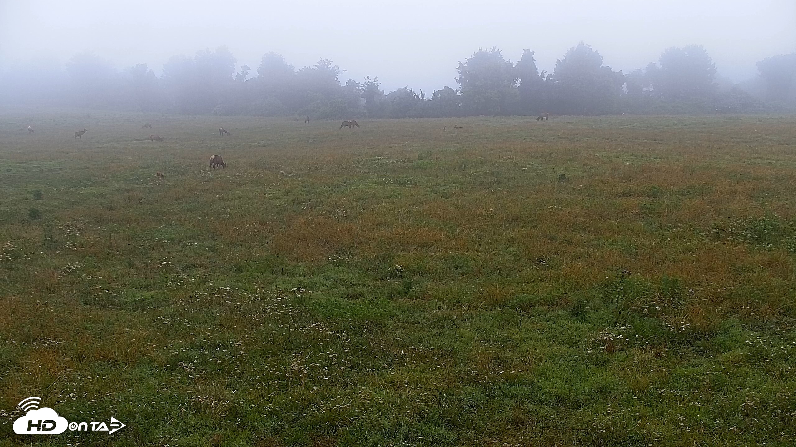 Snapshot of Tennessee Elk Live Webcam taken Jun 23, 2026, 6:48am EDT