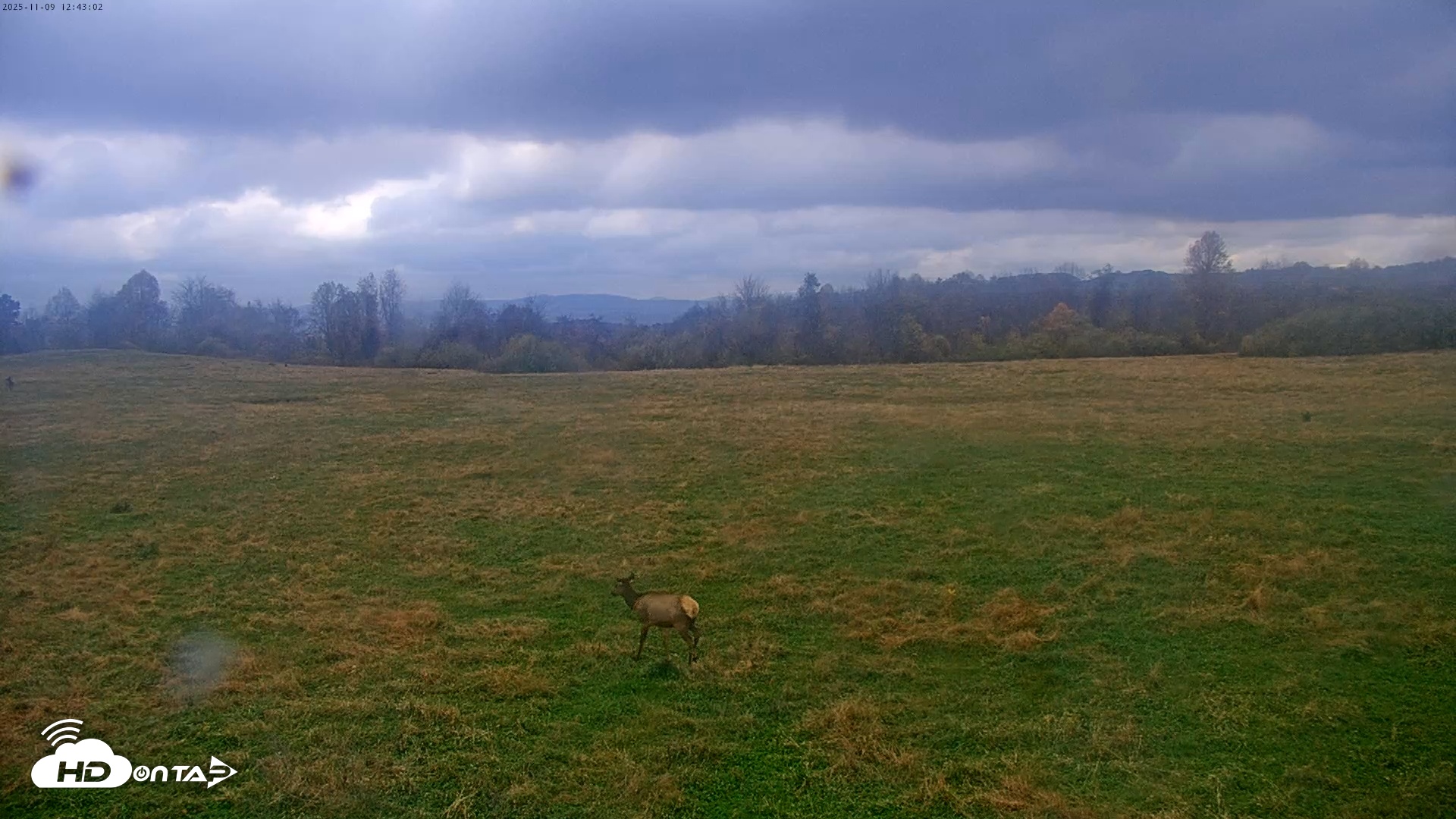 Snapshot of Tennessee Elk Live Webcam taken Nov 9, 2025, 10:19am EST