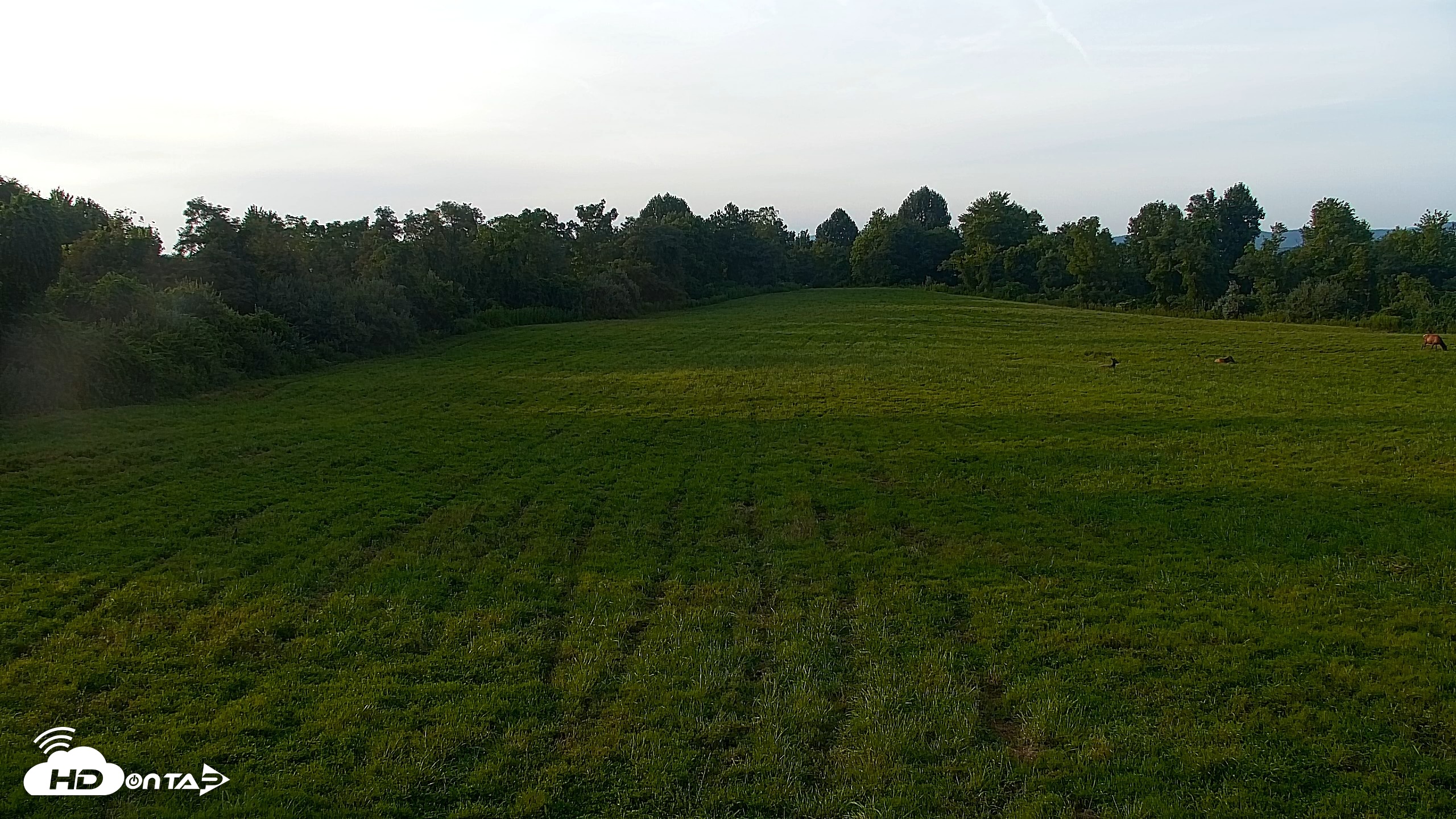 Snapshot of Tennessee Elk Live Webcam taken Aug 24, 2026, 7:17pm EDT