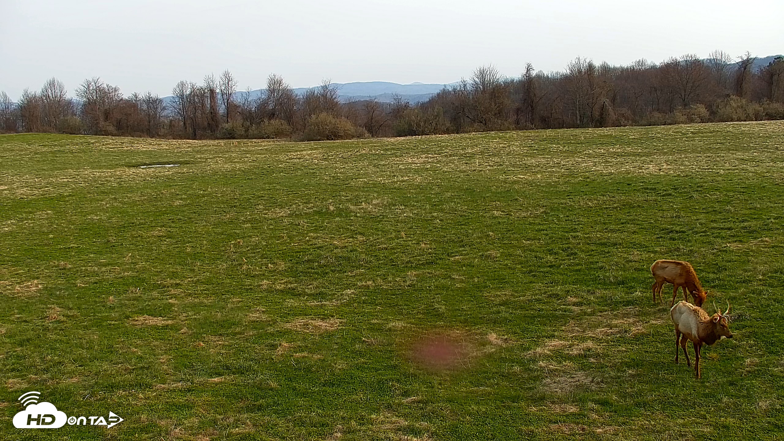 Snapshot of Tennessee Elk Live Webcam taken Mar 21, 2026, 9:31am EDT