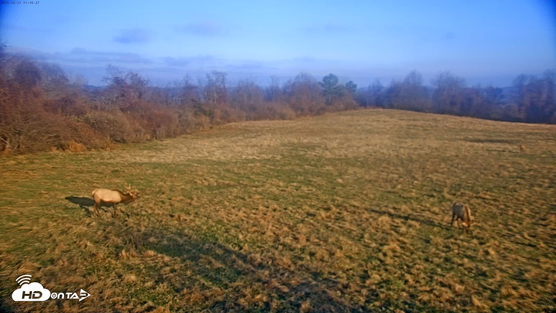Snapshot of Tennessee Elk Live Webcam taken Dec 11, 2025, 8:52am EST
