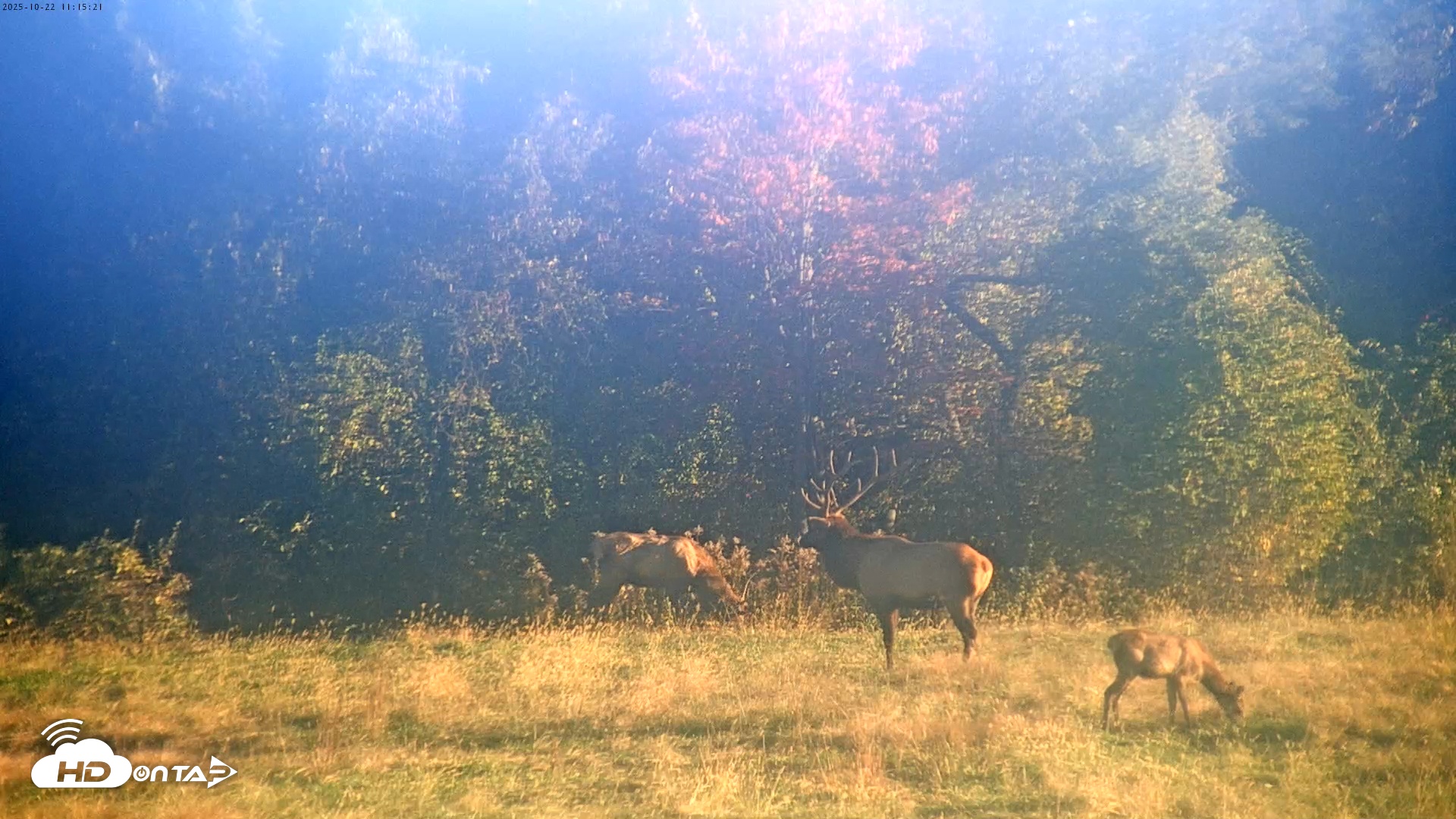 Snapshot of Tennessee Elk Live Webcam taken Oct 22, 2025, 8:51am EDT