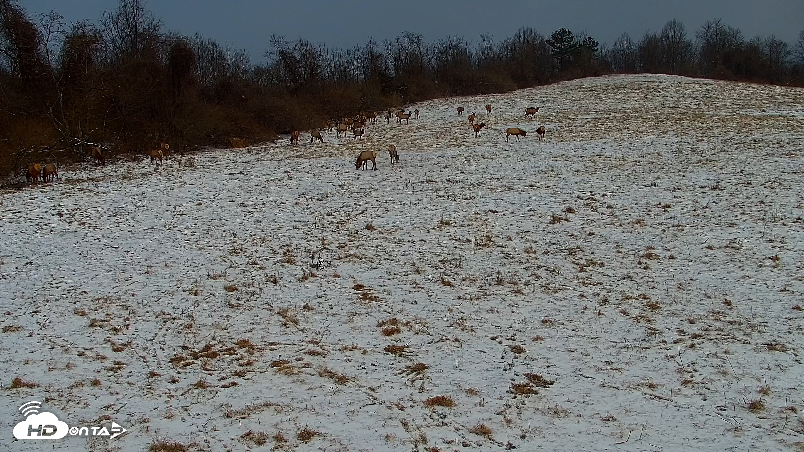Snapshot of Tennessee Elk Live Webcam taken Feb 23, 2026, 7:42am EST