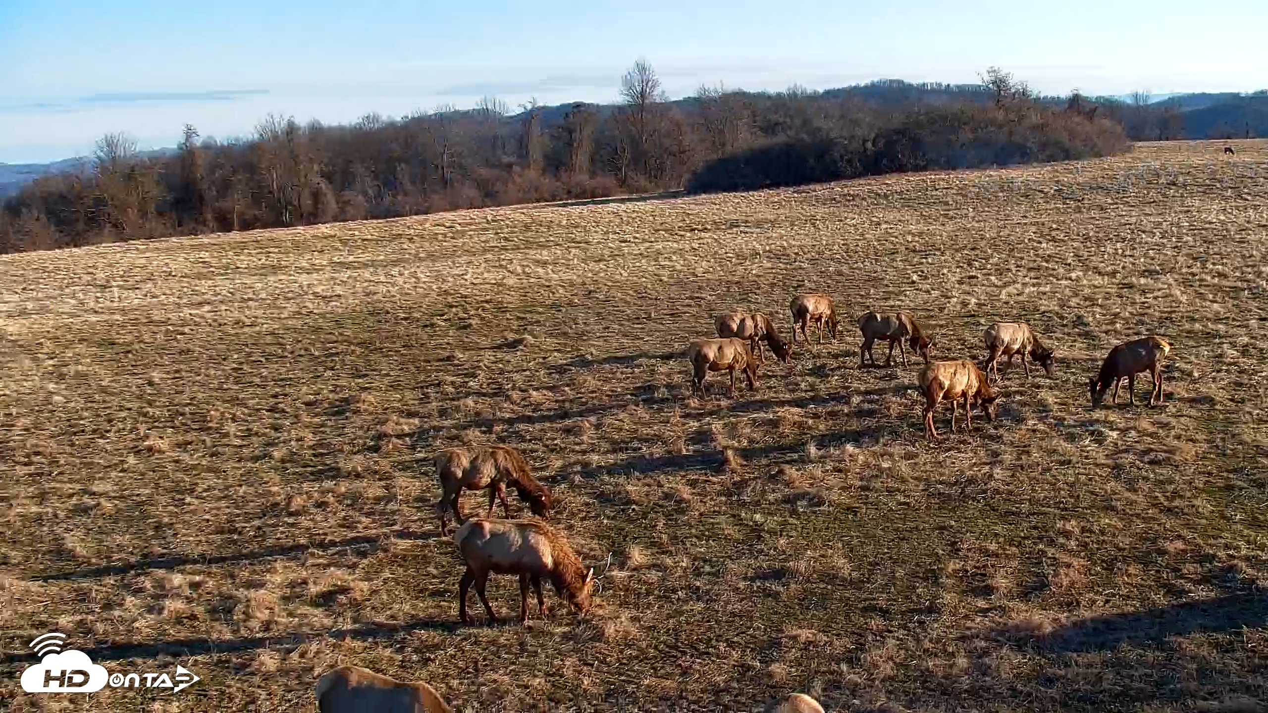 Snapshot of Tennessee Elk Live Webcam taken Jan 19, 2026, 9:10am EST
