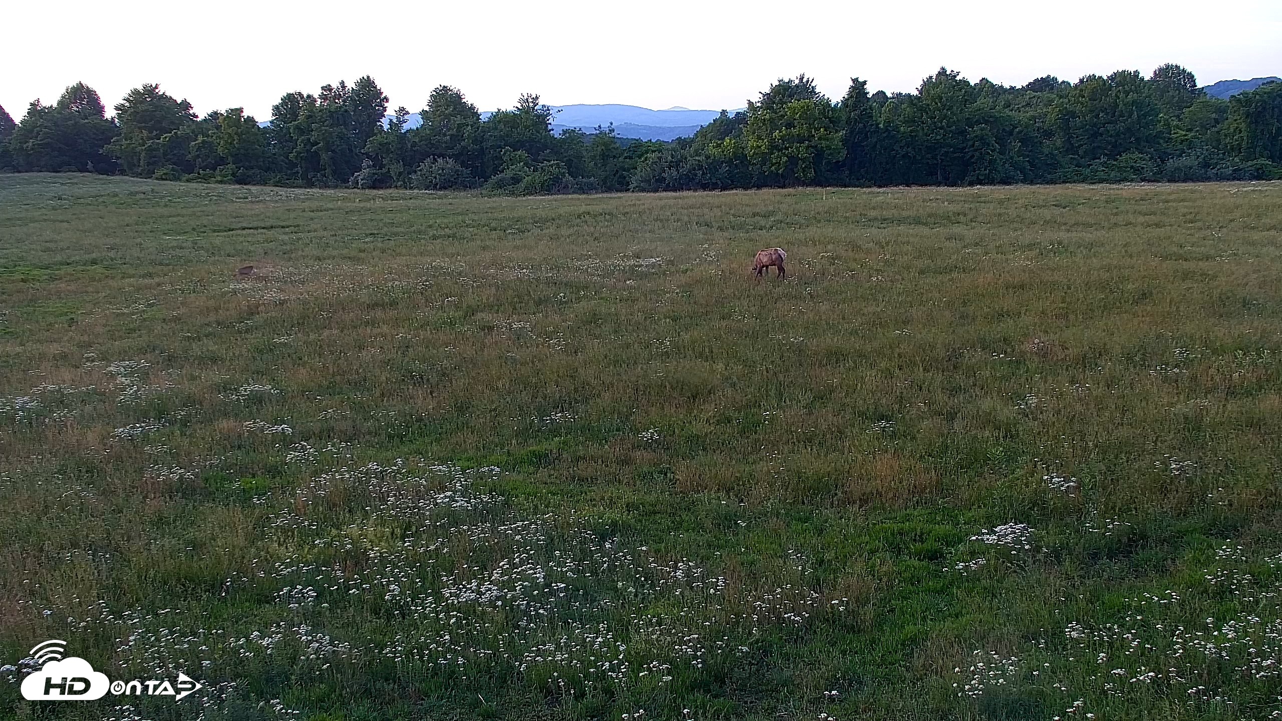 Snapshot of Tennessee Elk Live Webcam taken May 28, 2026, 8:30pm EDT