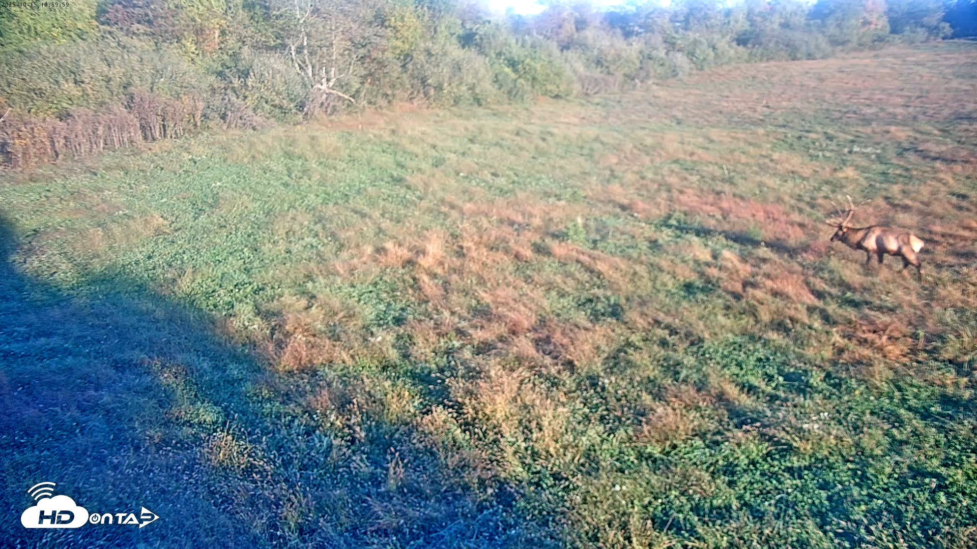 Snapshot of Tennessee Elk Live Webcam taken Oct 15, 2025, 8:35am EDT