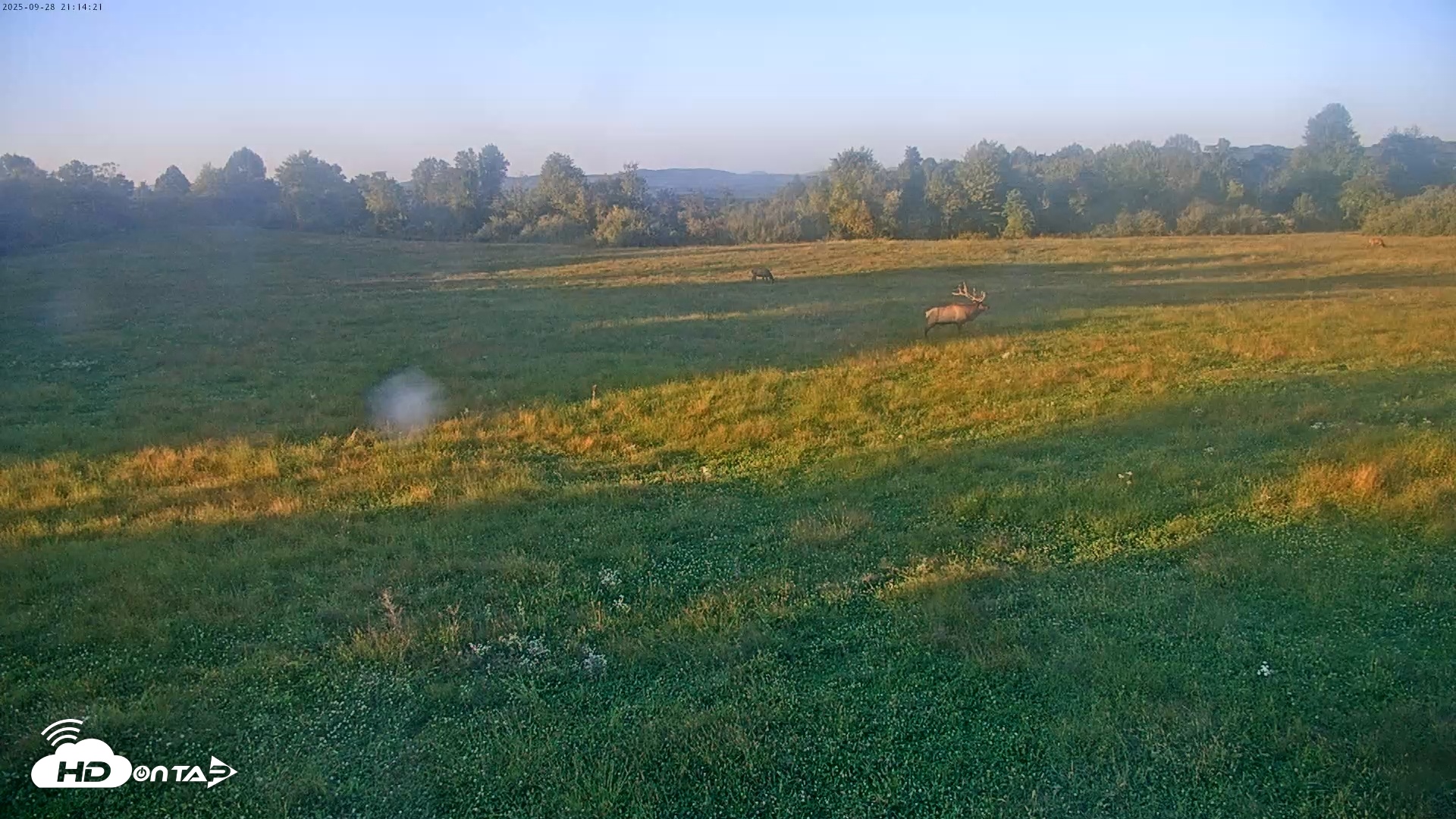Snapshot of Tennessee Elk Live Webcam taken Sep 28, 2025, 6:50pm EDT