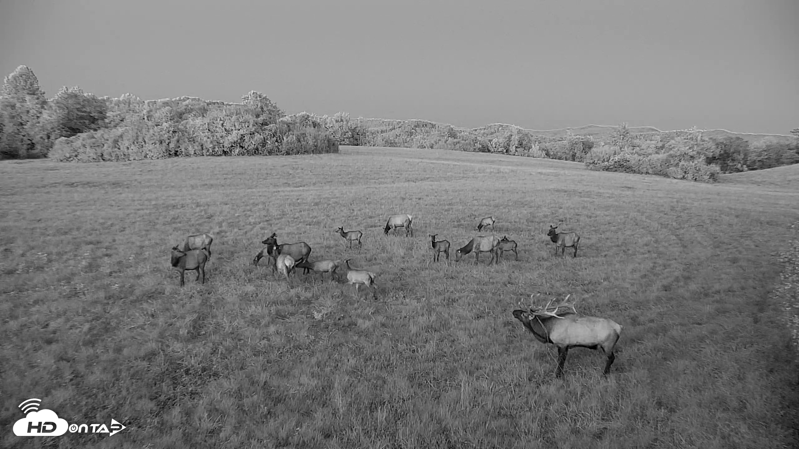 Snapshot of Tennessee Elk Live Webcam taken Oct 7, 2026, 7:29pm EDT