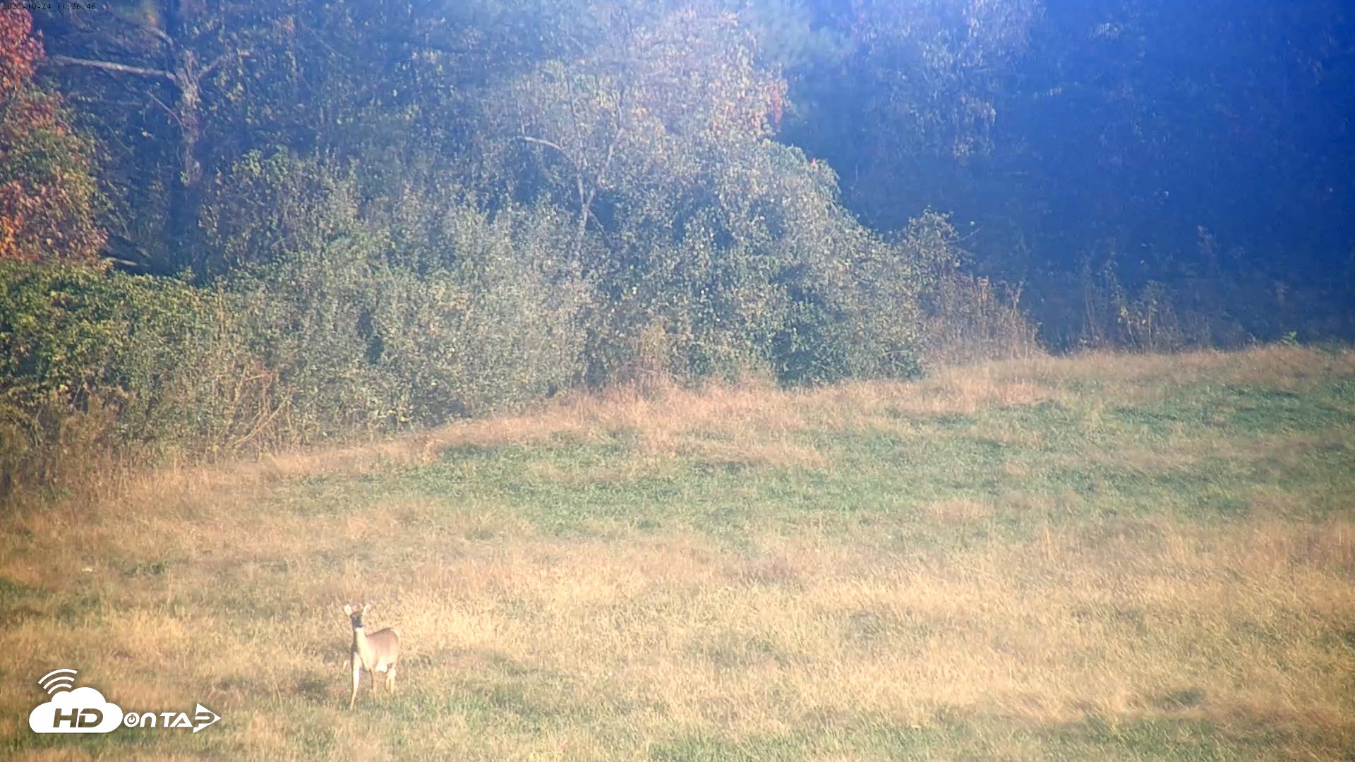 Snapshot of Tennessee Elk Live Webcam taken Oct 24, 2025, 9:12am EDT